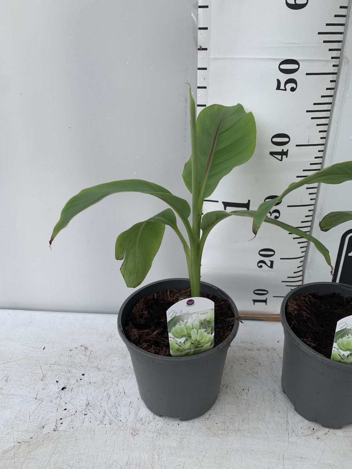 TWO MUSA BASJOO BANANA PLANTS IN 2 LTR POTS 35CM TALL TO BE SOLD FOR THE TWO NO VAT - Image 2 of 5