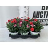 SIX POTS OF DIANTHUS TRIO MIXED WITH THREE VARIETIES IN EACH POT SIZE P15 HEIGHT 30CM TO BE SOLD FOR