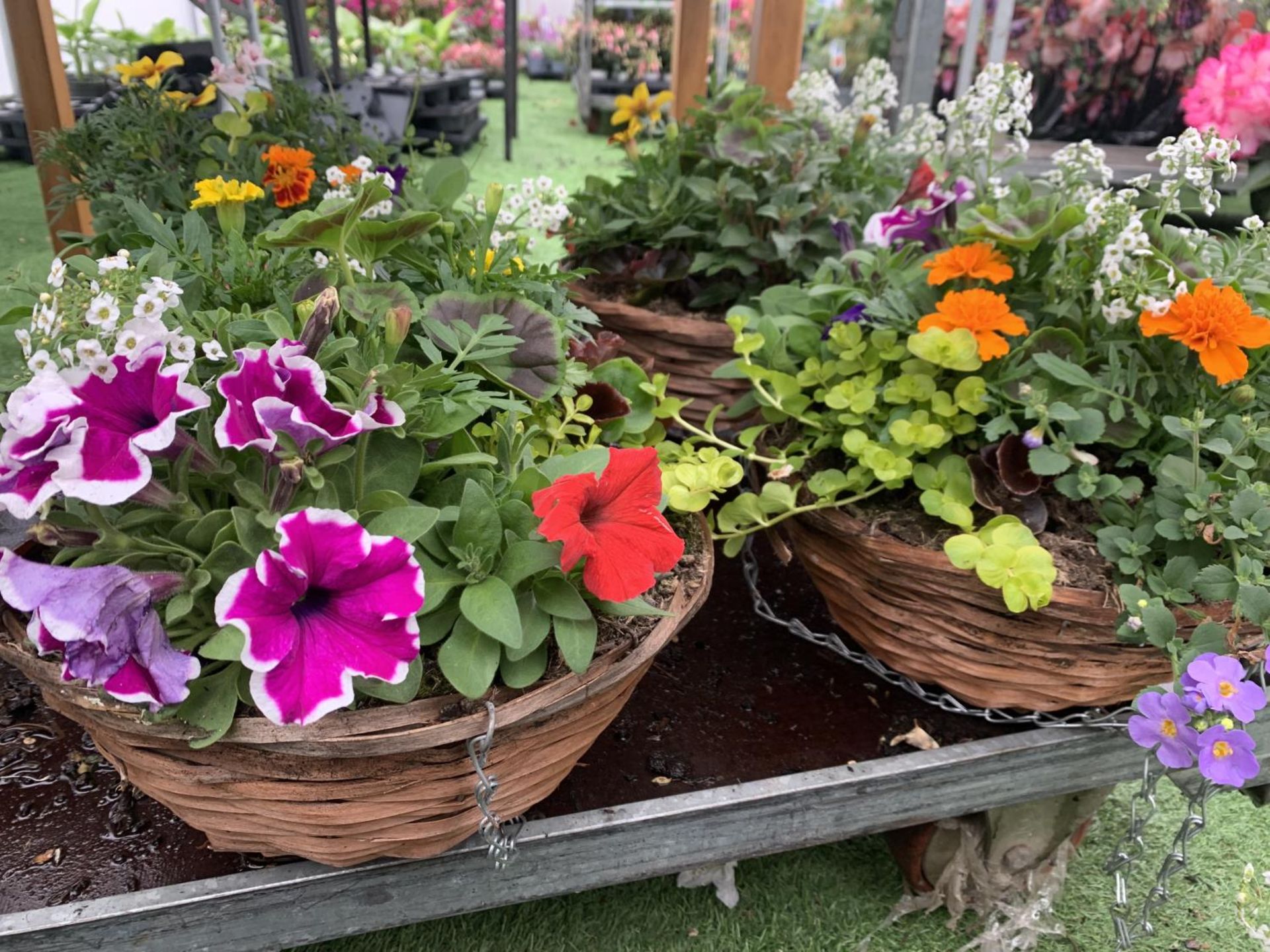 FOUR WICKER HANGING BASKETS WITH MIXED BEDDING AND TRAILING PLANTS TO INCLUDE PETUNIA, MARIGOLD, - Bild 7 aus 7
