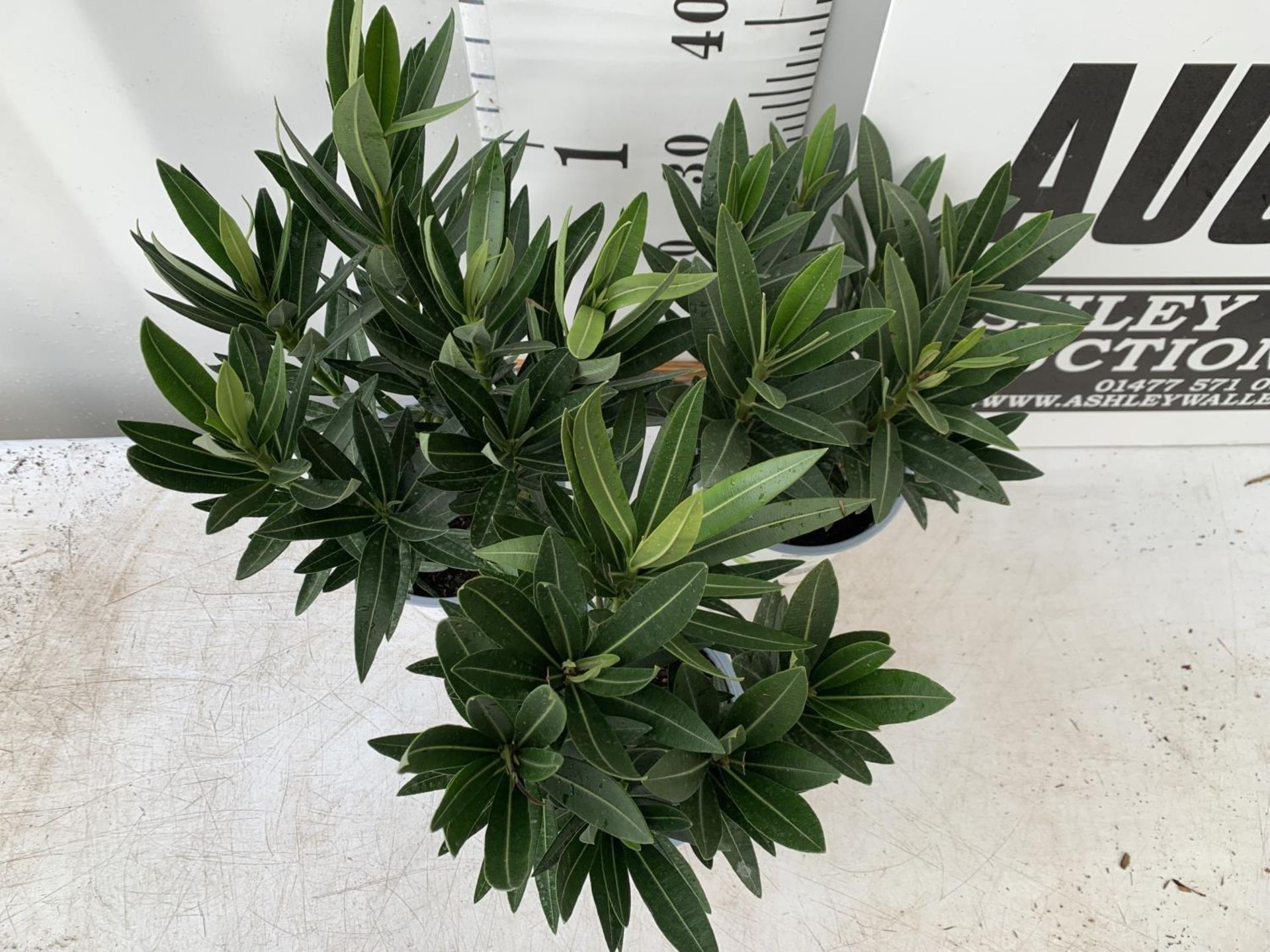 THREE MIXED OLEANDER NERIUM APPROX 45CM TALL IN 1 LTR POTS PLUS VAT TO BE SOLD FOR THE THREE - Image 2 of 4