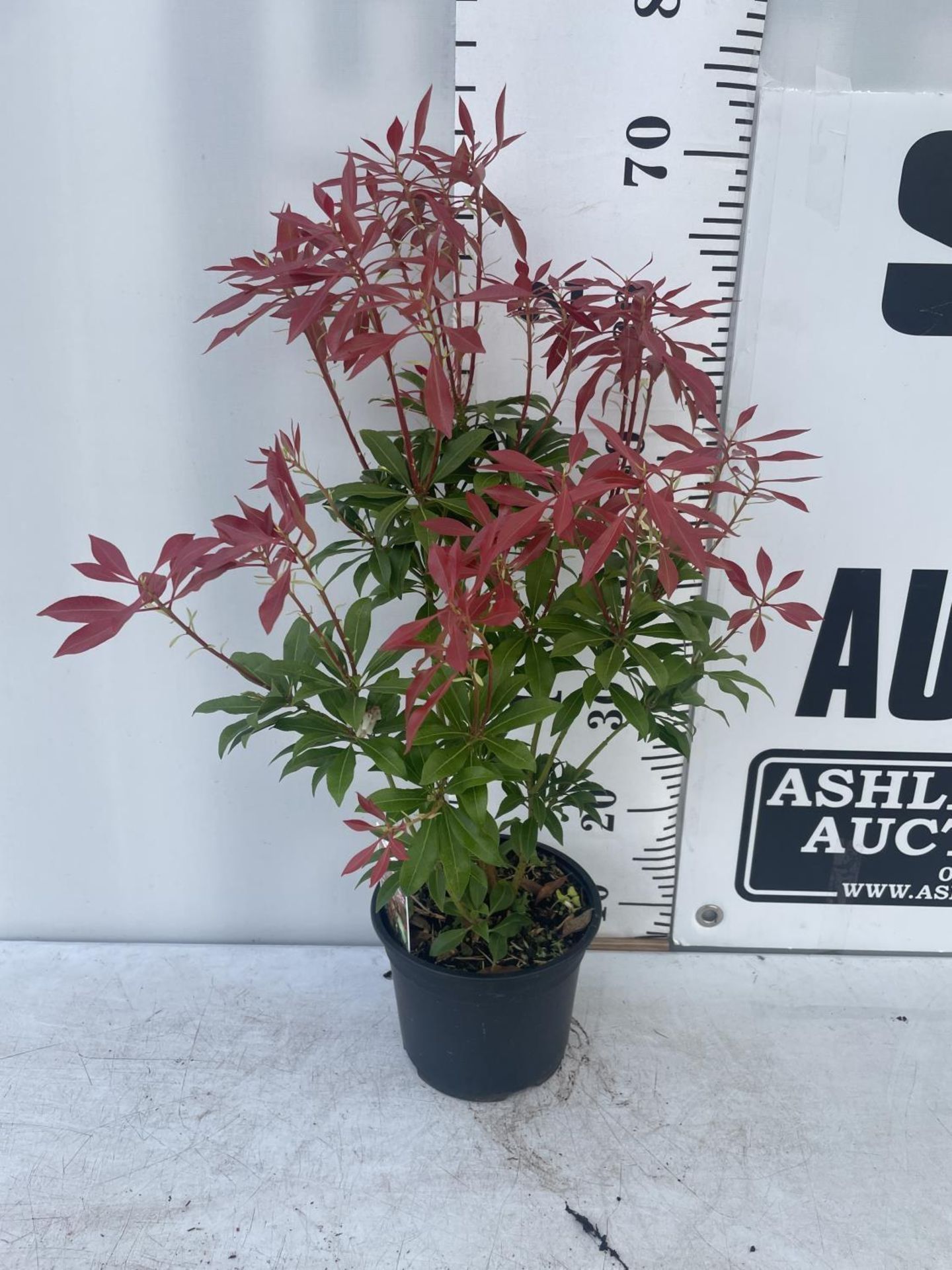 FIVE MIXED PIERIS TO INCLUDE PRELUDE, LITTLE HEATH GREEN, FOREST FLAME ETC 50-70CM TALL TO BE SOLD - Image 9 of 15