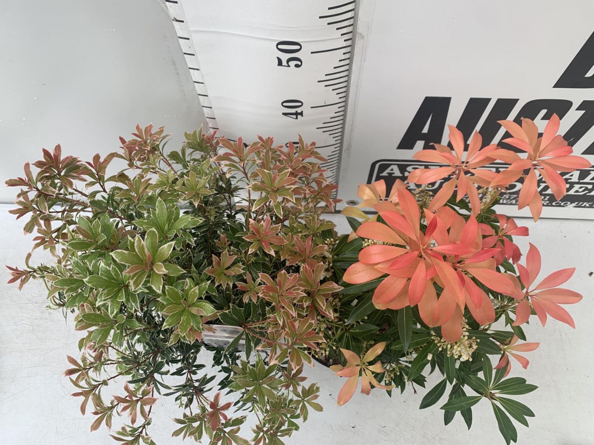 TWO PIERIS JAPONICA 'LITTLE HEATH' AND 'FOREST FLAME' IN 3 LTR POTS 55CM TALL PLUS VAT TO BE SOLD - Image 2 of 6