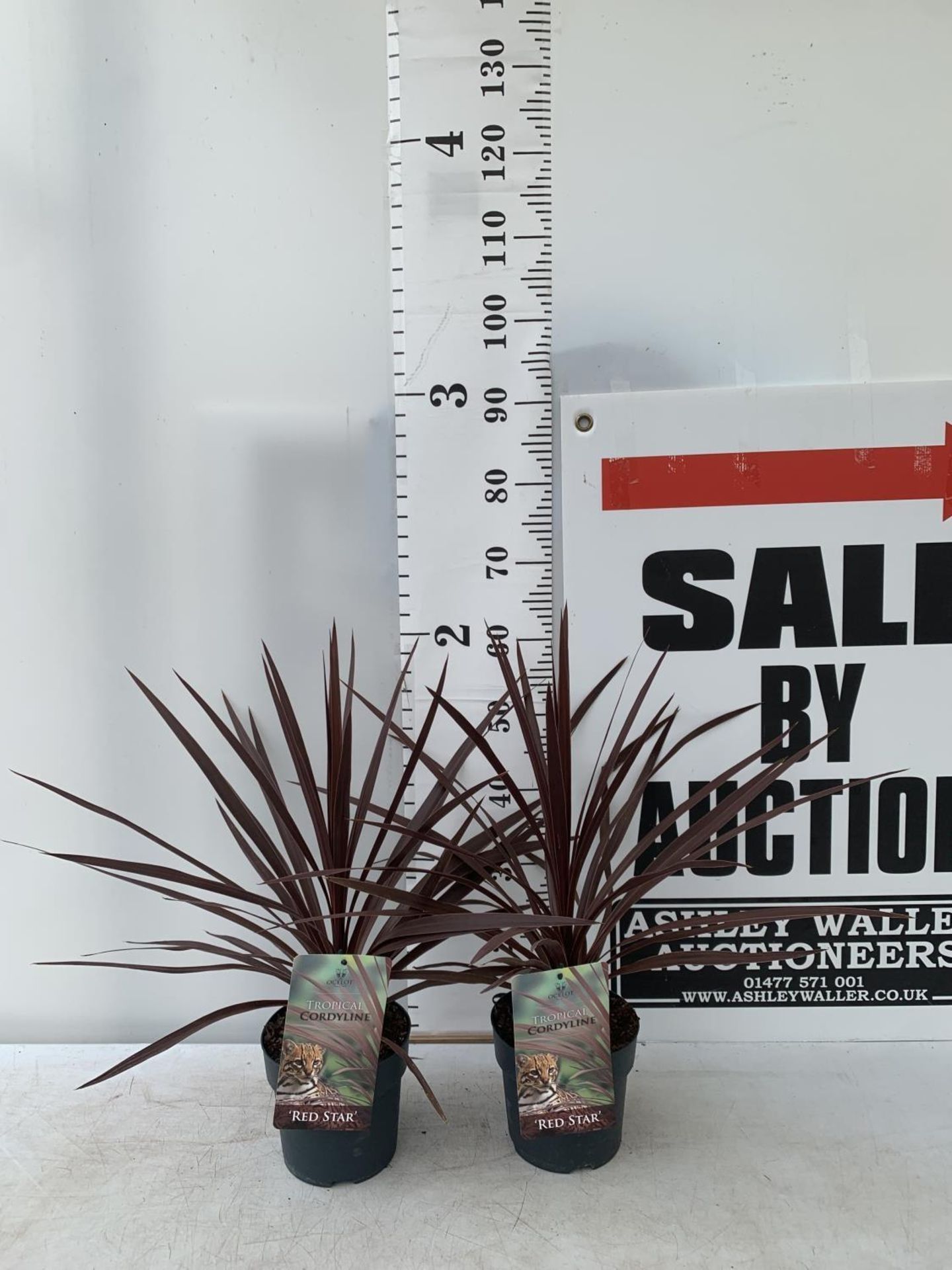 TWO CORDYLINE AUSTRALIS RED STAR IN 2 LTR POTS HEIGHT 60CM PLUS VAT TO BE SOLD FOR THE TWO