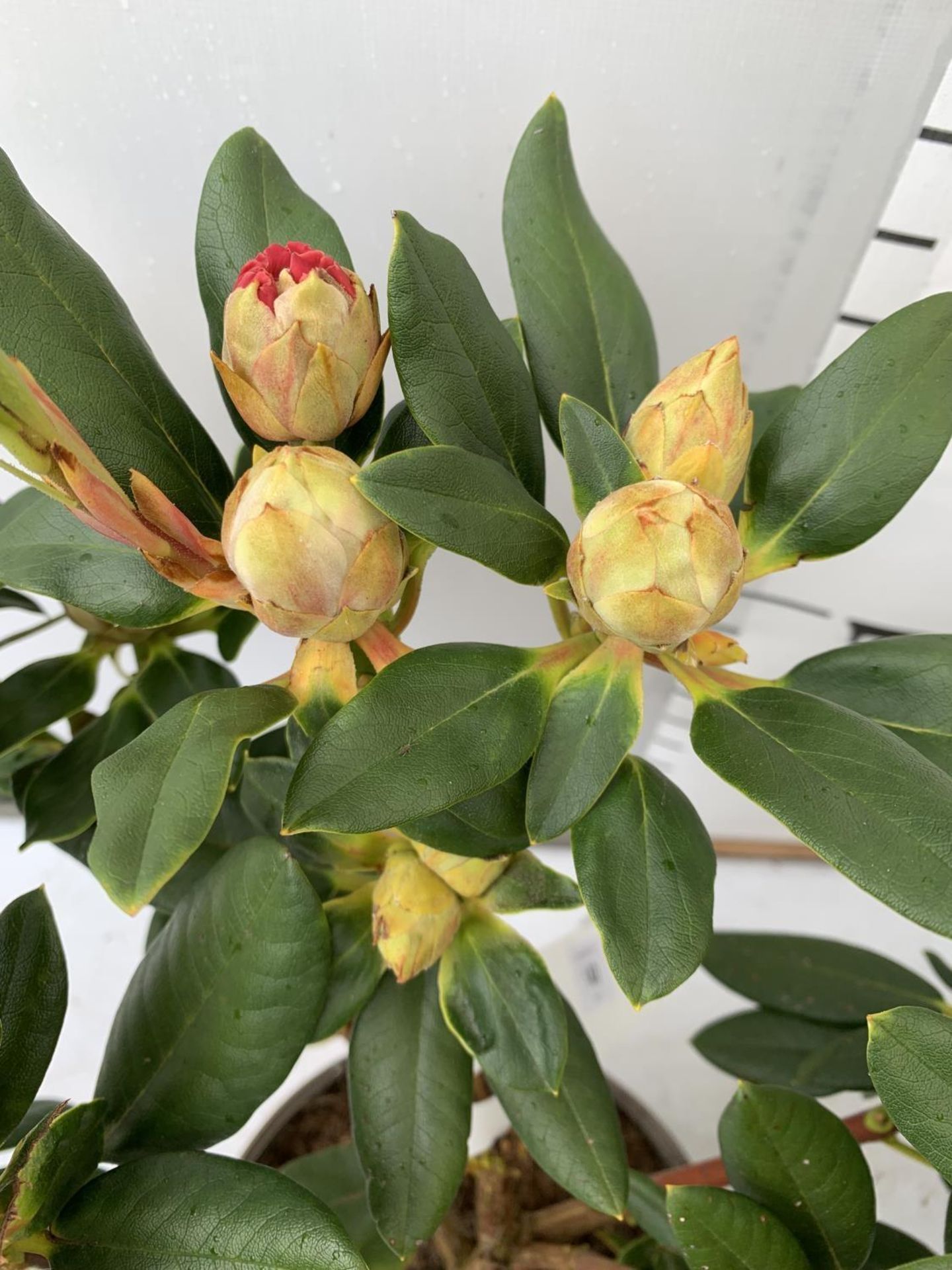 THREE RHODODENDRON NANCY EVANS IN 3 LTR POTS HEIGHT 50CM TO BE SOLD FOR THE THREE PLUS VAT - Image 12 of 12