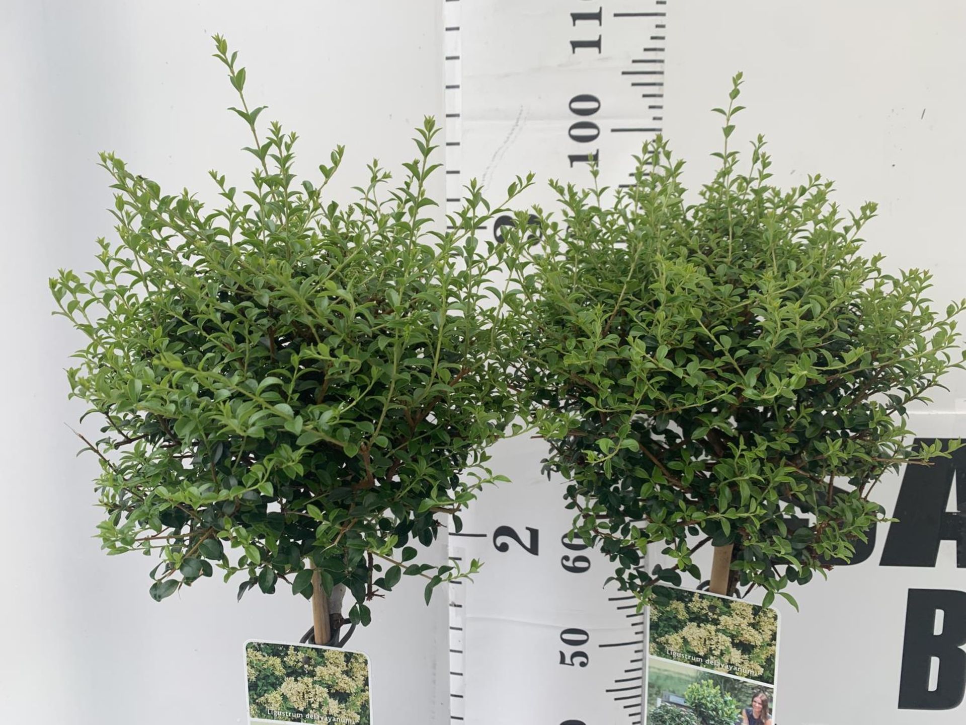TWO LIGUSTRUM DELAVAYANUM STANDARD TREES APPROX 100CM IN HEIGHT IN 3LTR POTS PLUS VAT TO BE SOLD FOR - Image 2 of 5