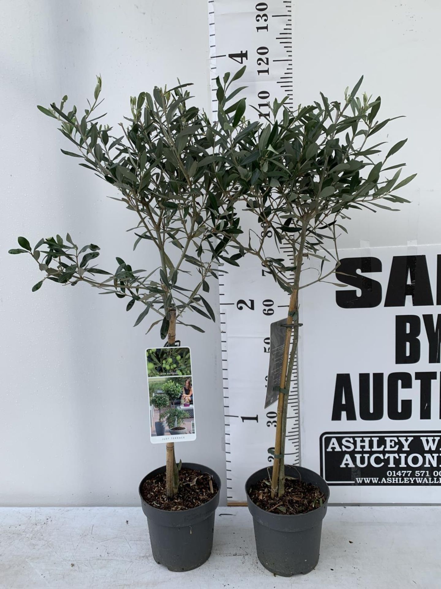 TWO OLIVE EUROPEA STANDARD TREES APPROX 110CM IN HEIGHT IN 3LTR POTS NO VAT TO BE SOLD FOR THE TWO - Image 2 of 8