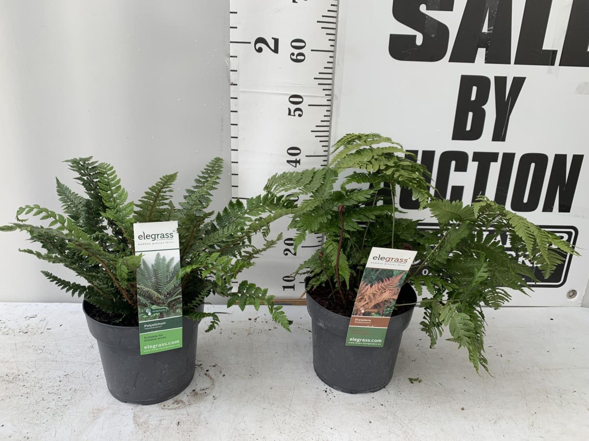TWO LARGE ELEGRASS FERNS POLYSTICHUM AND DRYOPTERIS IN 3 LTR POTS 30-40CM TALL TO BE SOLD FOR THE