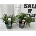 TWO LARGE ELEGRASS FERNS POLYSTICHUM AND DRYOPTERIS IN 3 LTR POTS 30-40CM TALL TO BE SOLD FOR THE