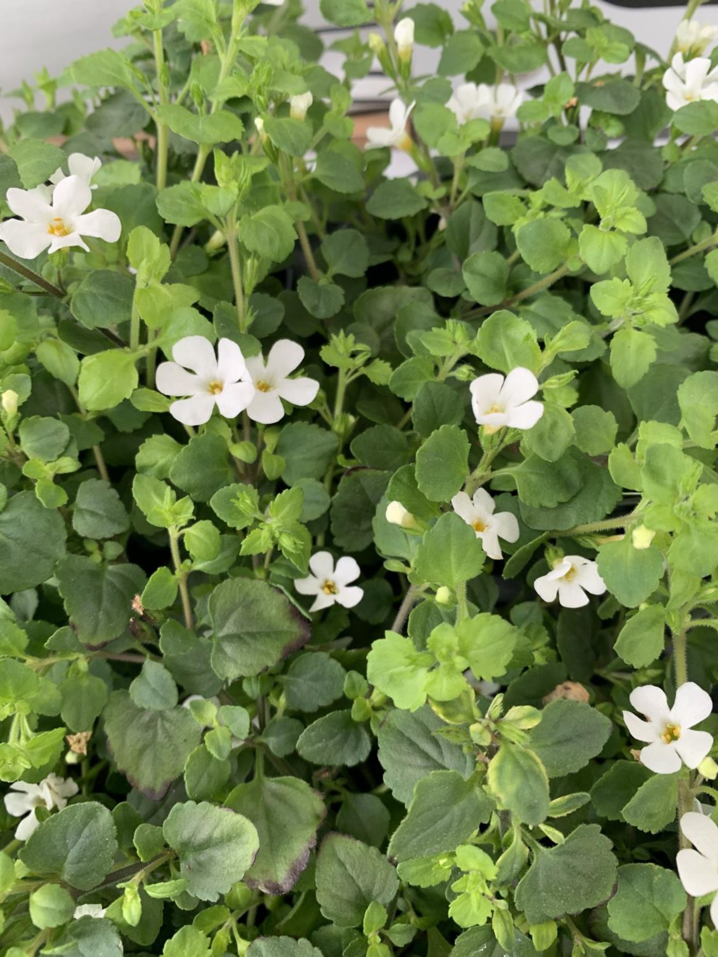 FIFTEEN BACOPA 'SNOWFLAKE' BEDDING PLANTS ON A TRAY PLUS VAT TO BE SOLD FOR THE FIFTEEN - Image 3 of 4