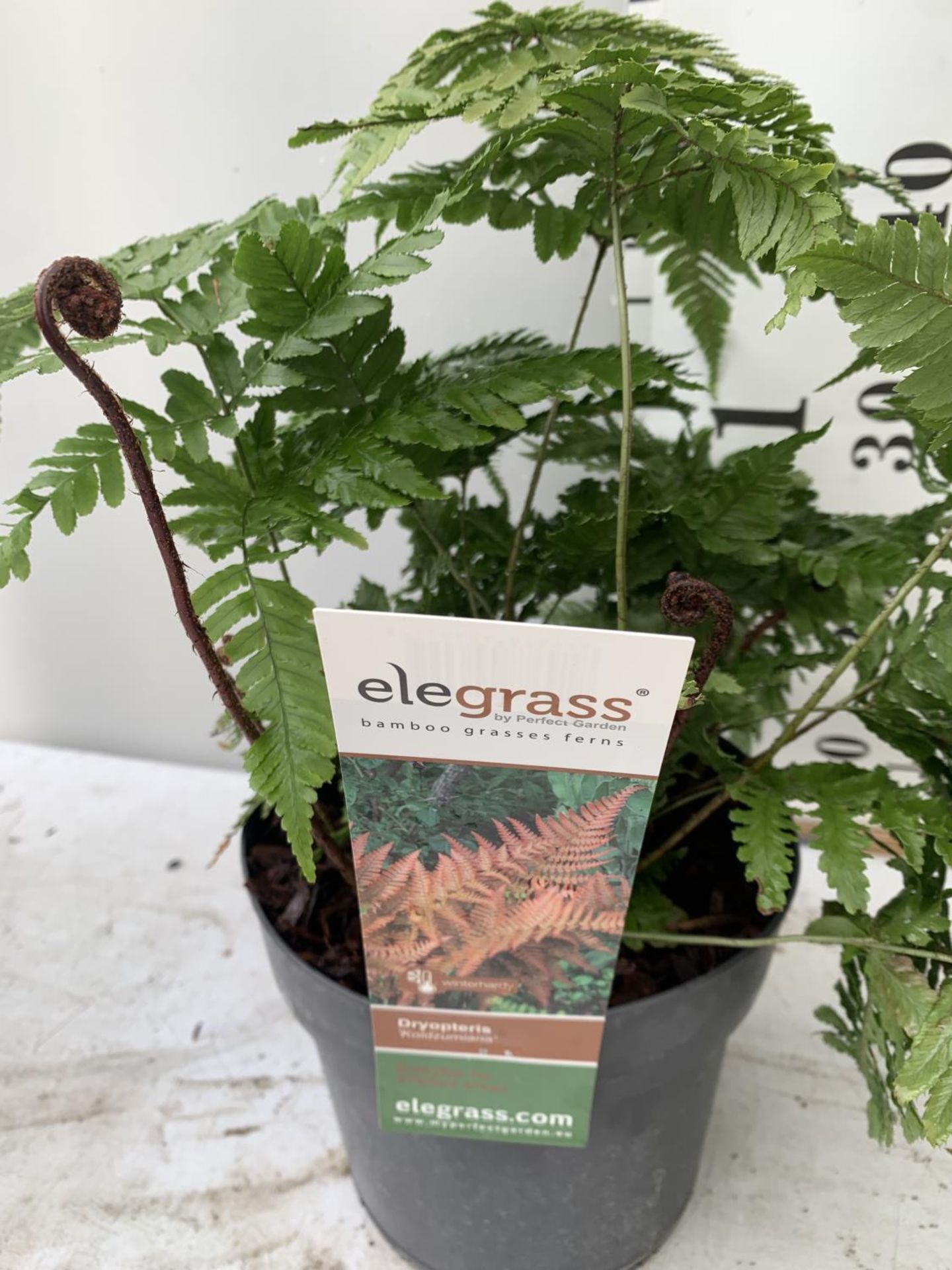 TWO LARGE ELEGRASS FERNS POLYSTICHUM AND DRYOPTERIS IN 3 LTR POTS 30-40CM TALL TO BE SOLD FOR THE - Image 9 of 9