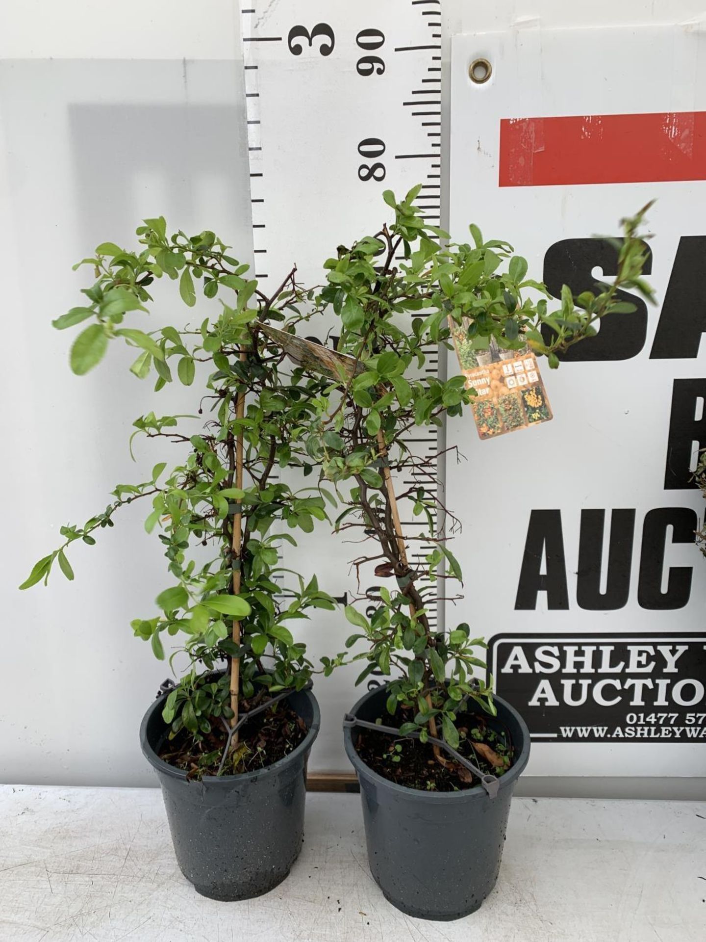TWO PYRACANTHA 'SUNNY STAR' IN 2 LTR POTS IN 80CM IN HEIGHT PLUS VAT TO BE SOLD FOR THE TWO - Image 3 of 8