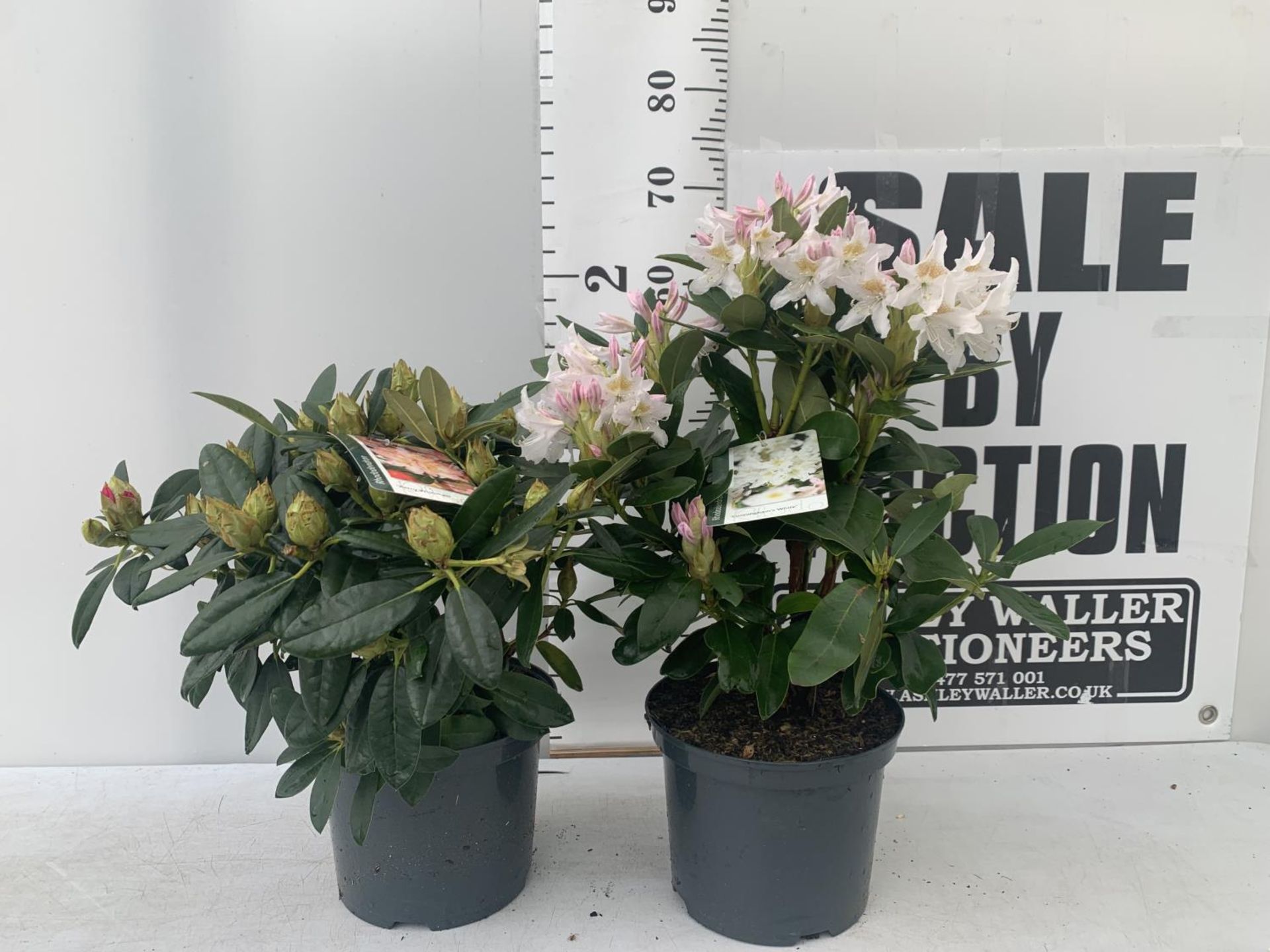 TWO RHODODENDRON CUNNINGHAM'S WHITE AND PERCY WISEMAN PINK IN 5 LTR POTS 60CM TALL PLUS VAT TO BE