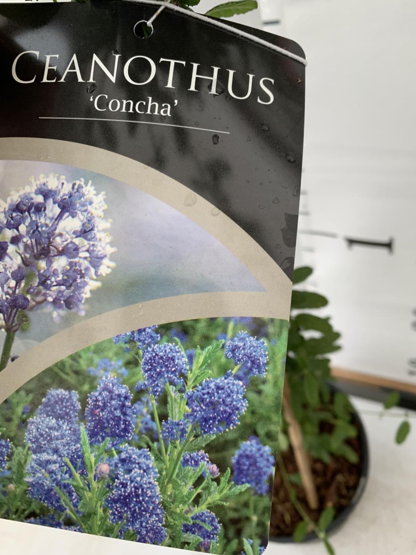 TWO CEANOTHUS CONCHA IN A 2 LTR POT ON A PYRAMID FRAME 80CM TALL PLUS VAT TO BE SOLD FOR THE TWO - Image 4 of 6