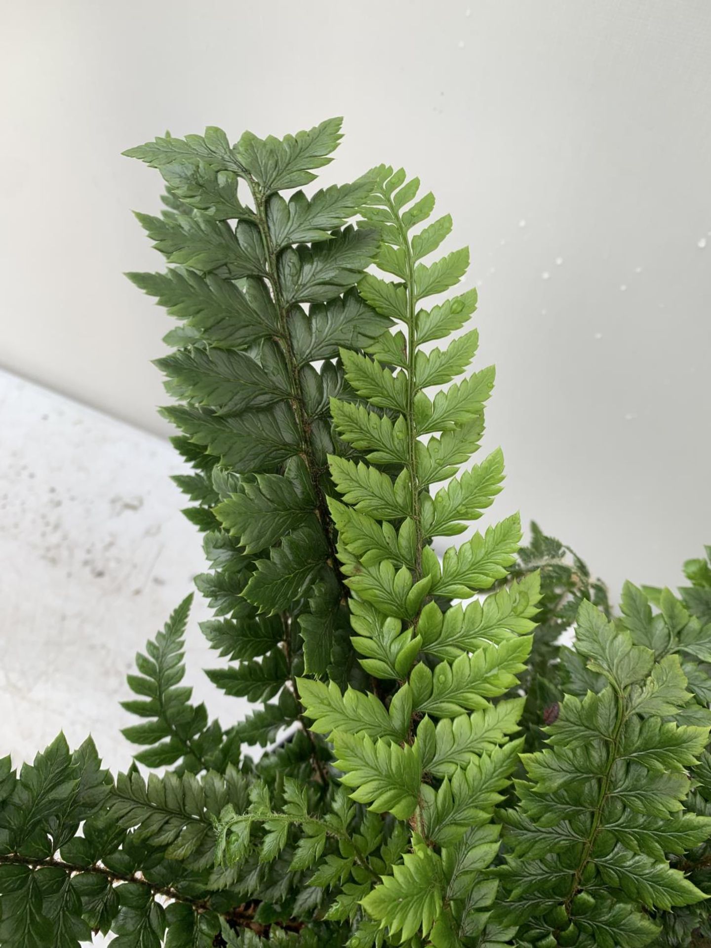 TWO LARGE ELEGRASS FERNS POLYSTICHUM AND DRYOPTERIS IN 3 LTR POTS 30-40CM TALL TO BE SOLD FOR THE - Image 5 of 9