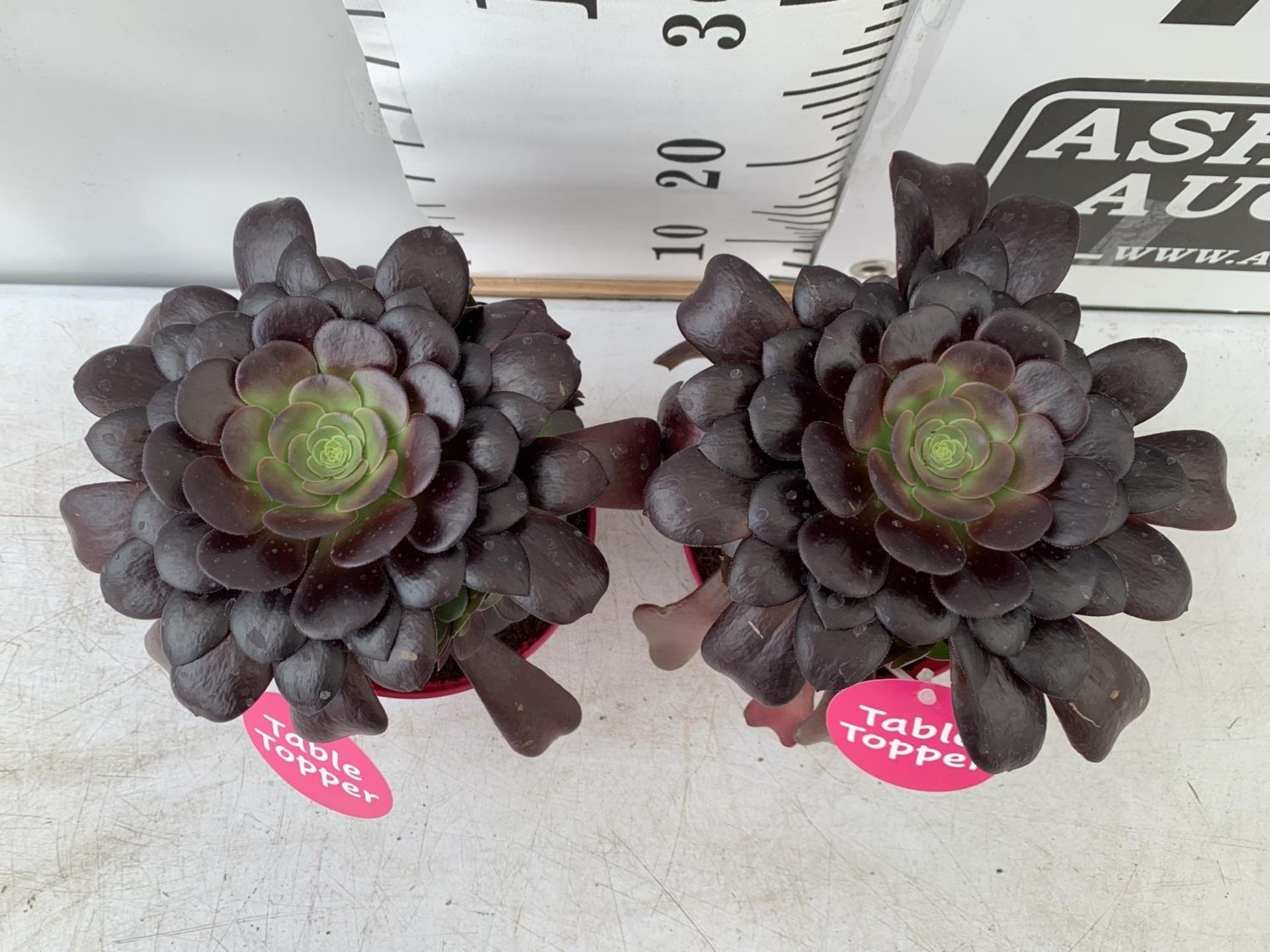 TWO AEONIUM ARBOREUM VELOURS IN 1 LTR POTS 25CM IN HEIGHT PLUS VAT TO BE SOLD FOR THE TWO - Bild 2 aus 4