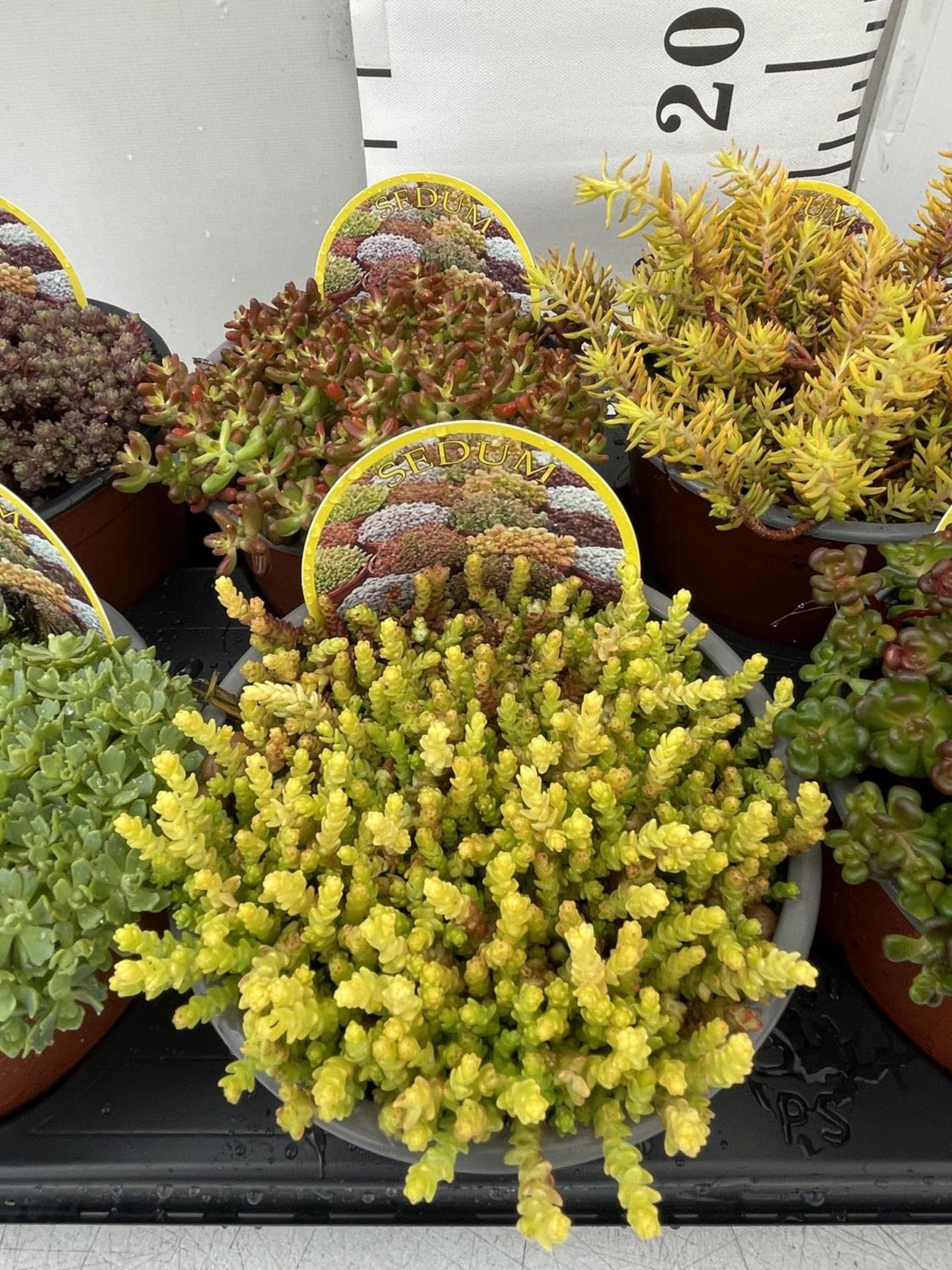 EIGHT VARIOUS VARIETIES OF SEDUM WITH CARDS IN SIZE P13 POTS TO BE SOLD FOR THE EIGHT PLUS VAT - Image 3 of 6
