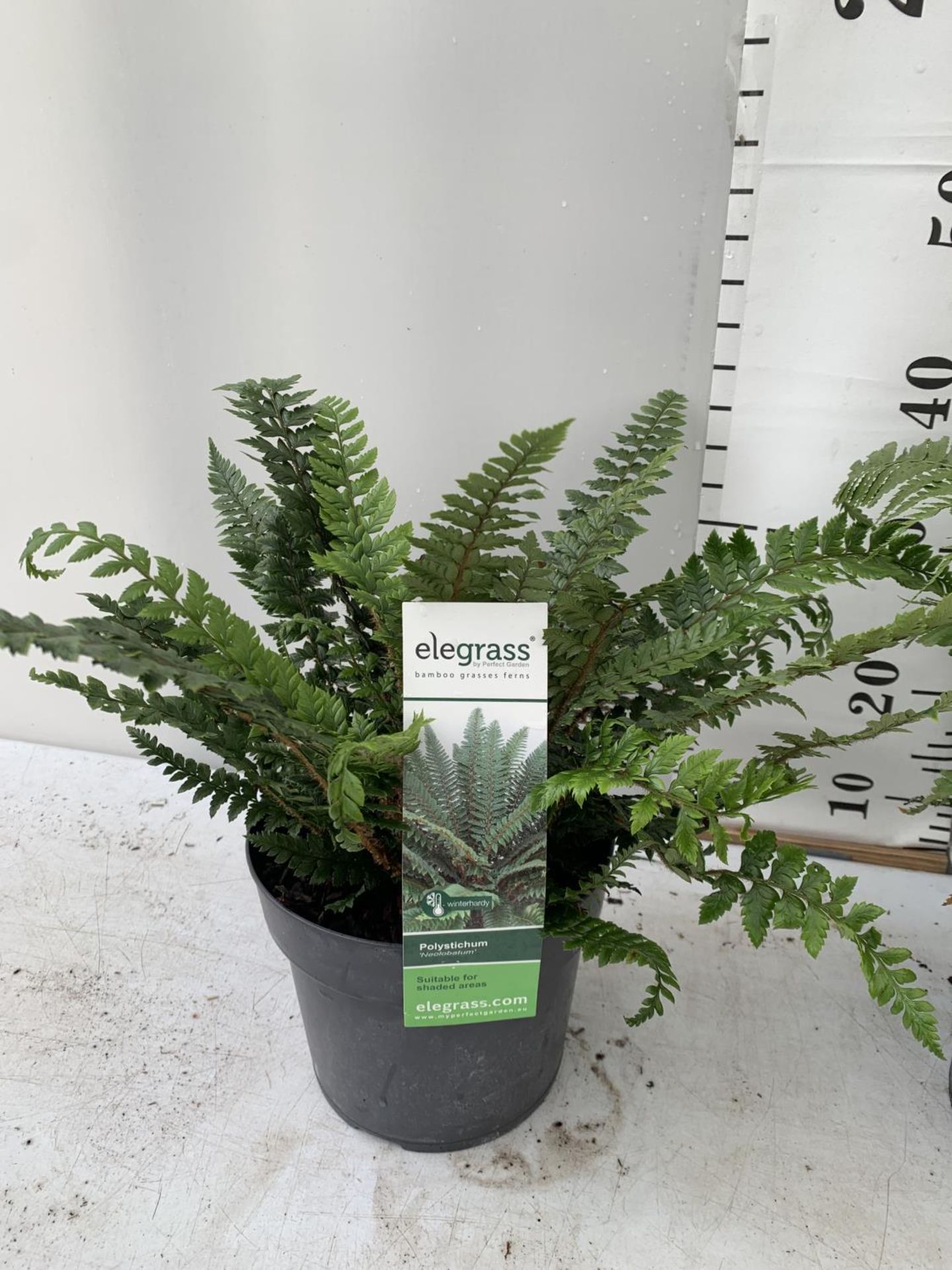 TWO LARGE ELEGRASS FERNS POLYSTICHUM AND DRYOPTERIS IN 3 LTR POTS 30-40CM TALL TO BE SOLD FOR THE - Image 2 of 9