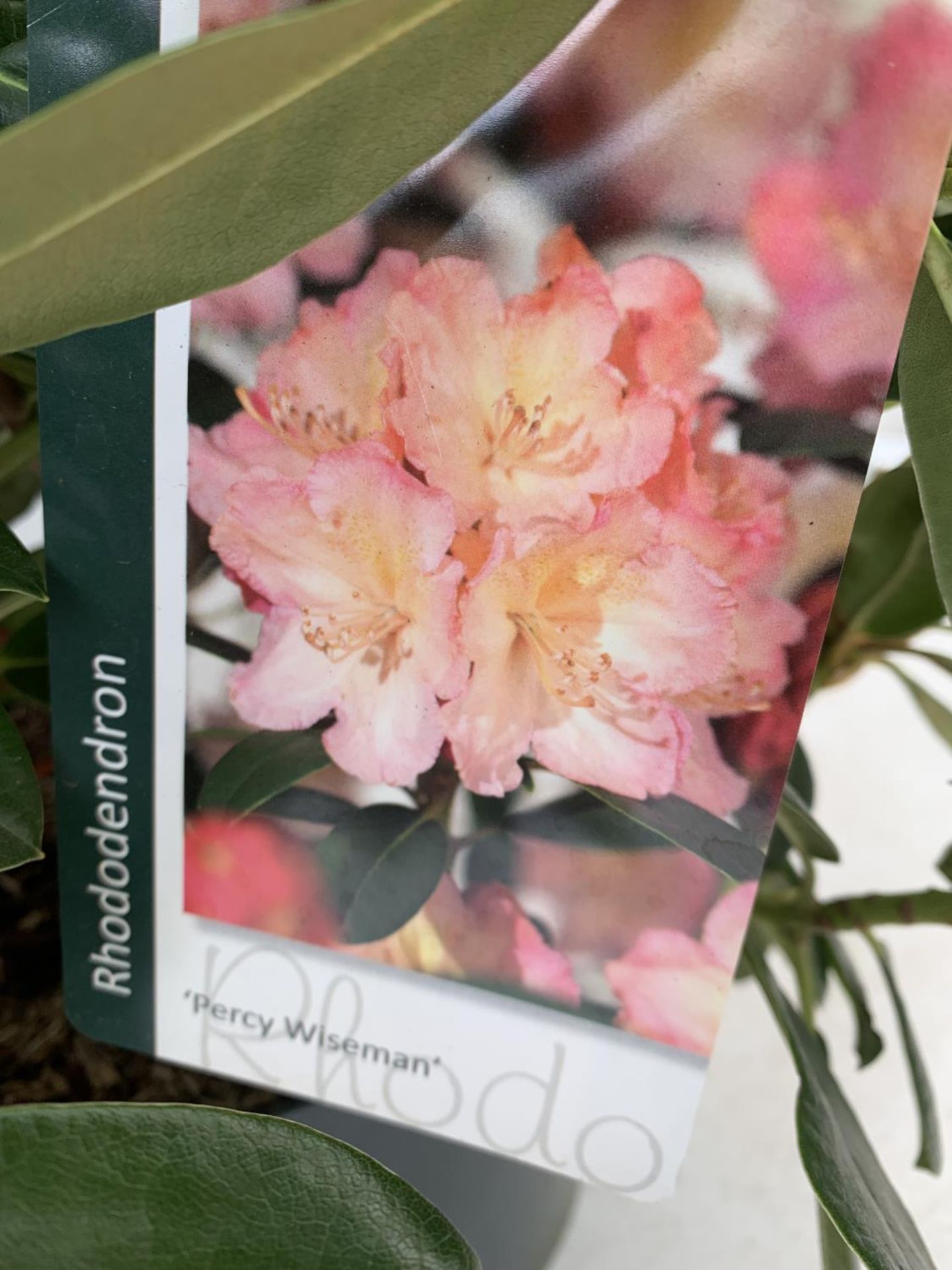 TWO RHODODENDRONS RED 'PERCY WISEMAN' IN 5 LTR POTS 60CM TALL PLUS VAT TO BE SOLD FOR THE TWO - Image 4 of 4