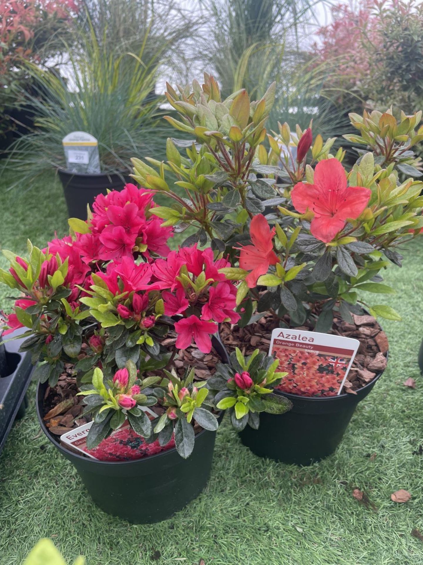 SIX MIXED AZALEA VUYK'S SCARLET, PLEASANT WHITE, MANUSKA, GEISHA RED, ORANGE BEAUTY AND FROSTED - Image 7 of 15