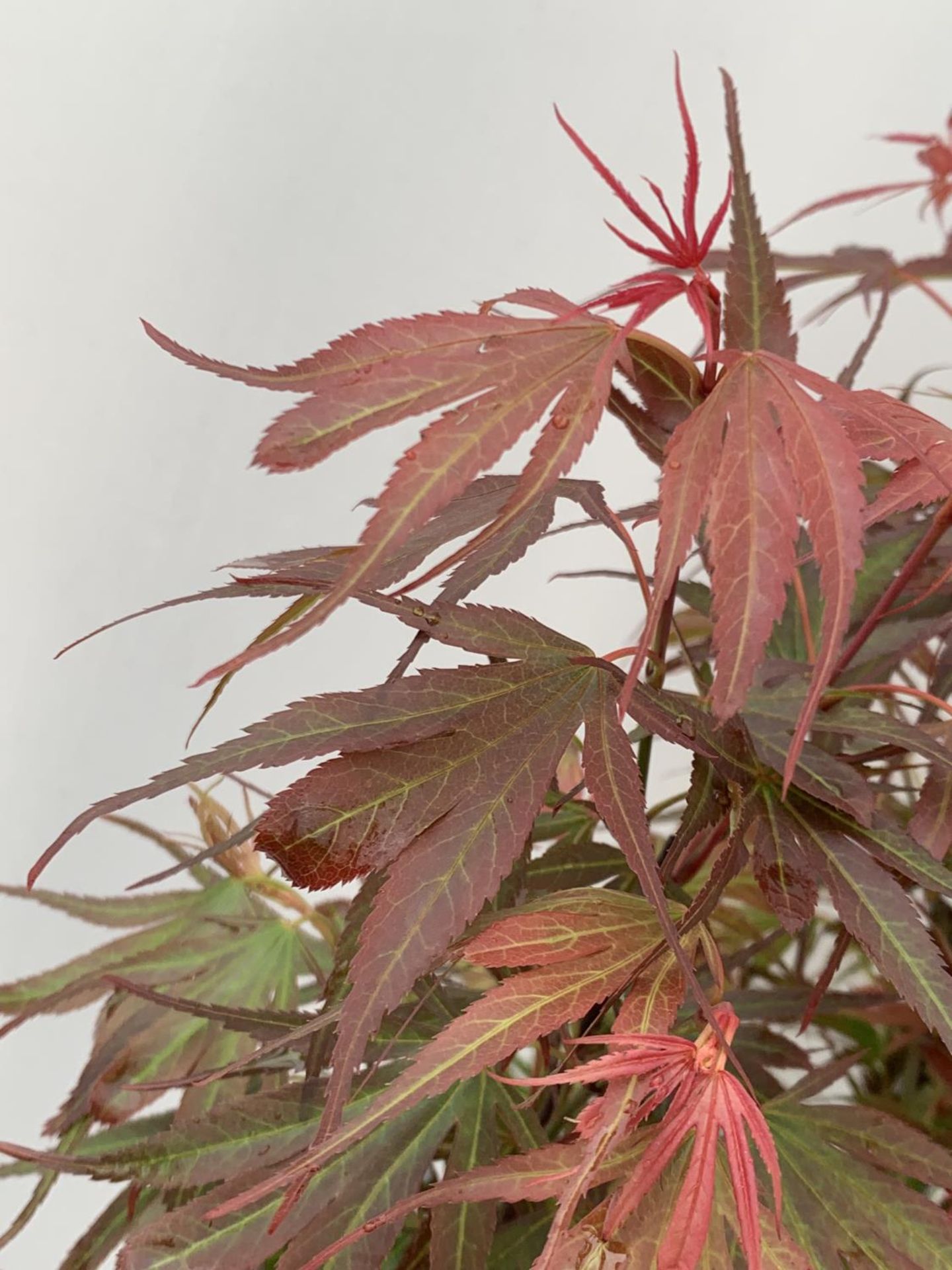TWO ACER PALMATUM JAPANESE JEWELS TO INCLUDE TAYLOR AND SHAINIA IN 3 LTR POTS 60-70CM TALL TO BE - Image 6 of 9
