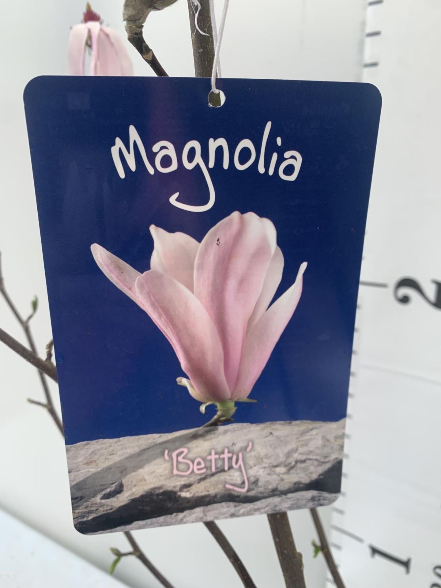 ONE MAGNOLIA 'BETTY' PINK IN A 7 LTR POT APPROX 130CM IN HEIGHT PLUS VAT - Image 5 of 5