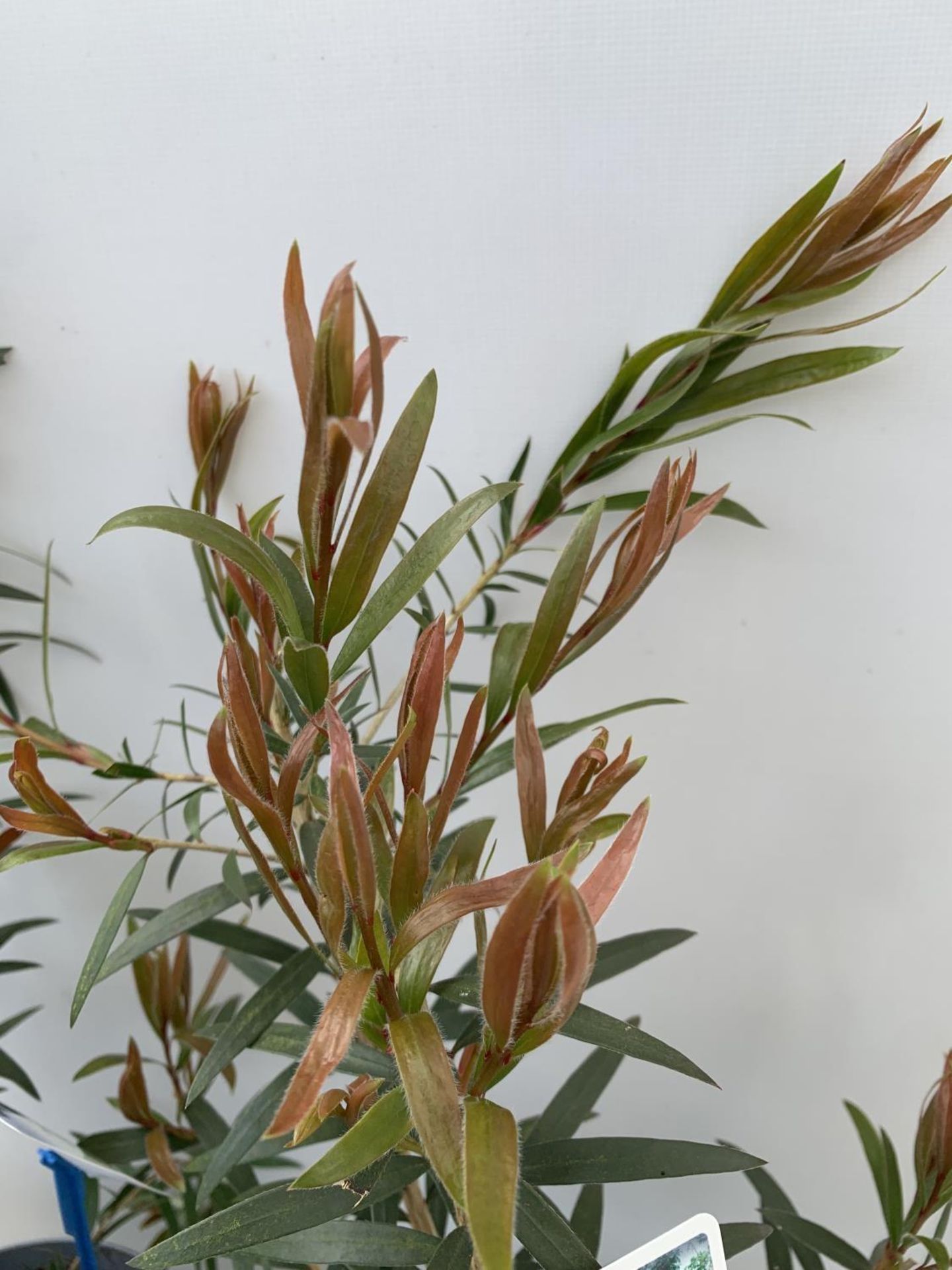 TWO CALLISTEMON LAEVIS IN 2 LTR POTS 50CM IN HEIGHT PLUS VAT TO BE SOLD FOR THE TWO - Image 8 of 9