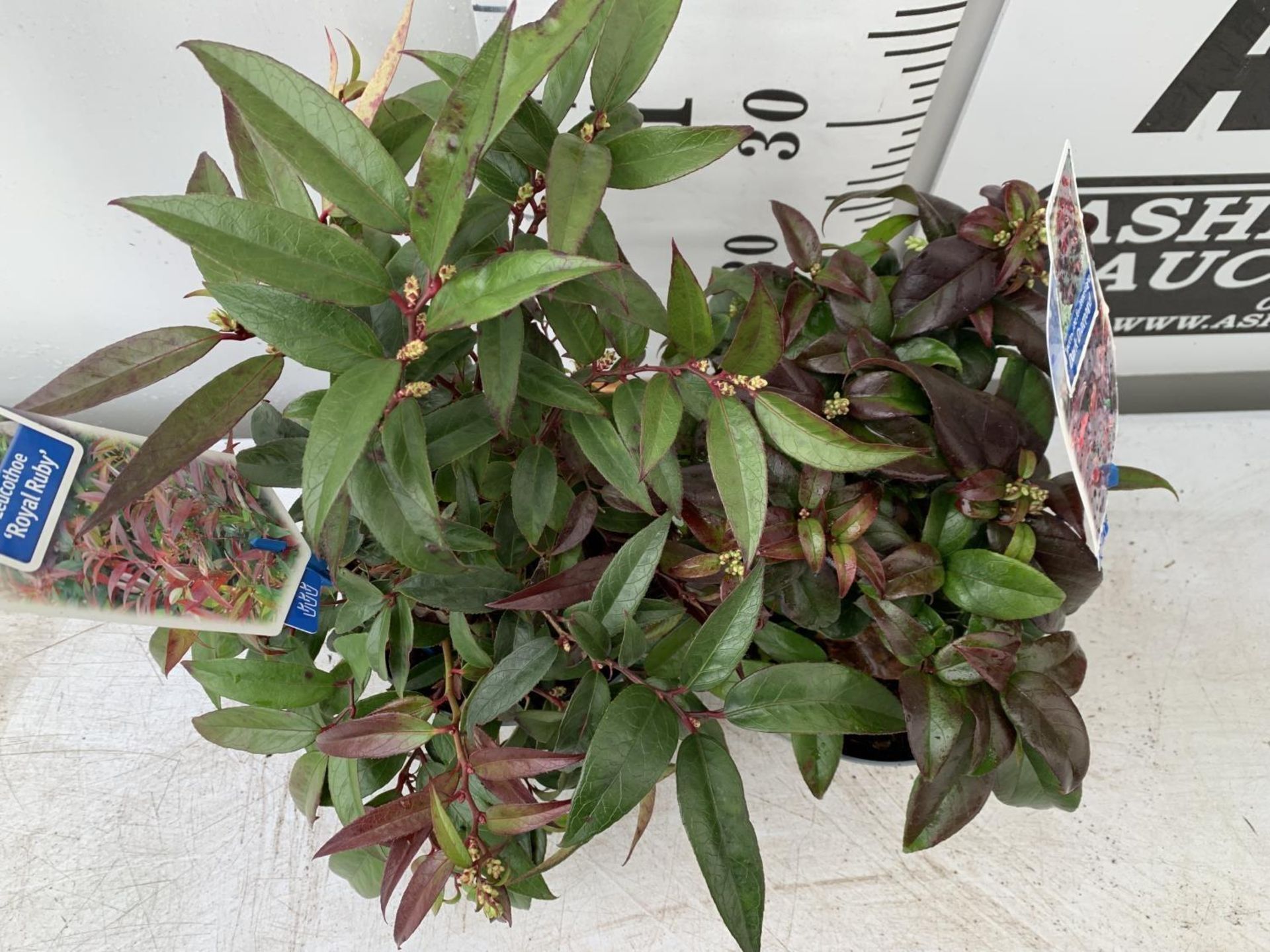 TWO LEUCOTHOE DARK DIAMOND AND ROYAL RUBY IN 2 LTR POTS 35CM TALL PLUS VAT TO BE SOLD FOR THE TWO - Image 2 of 5