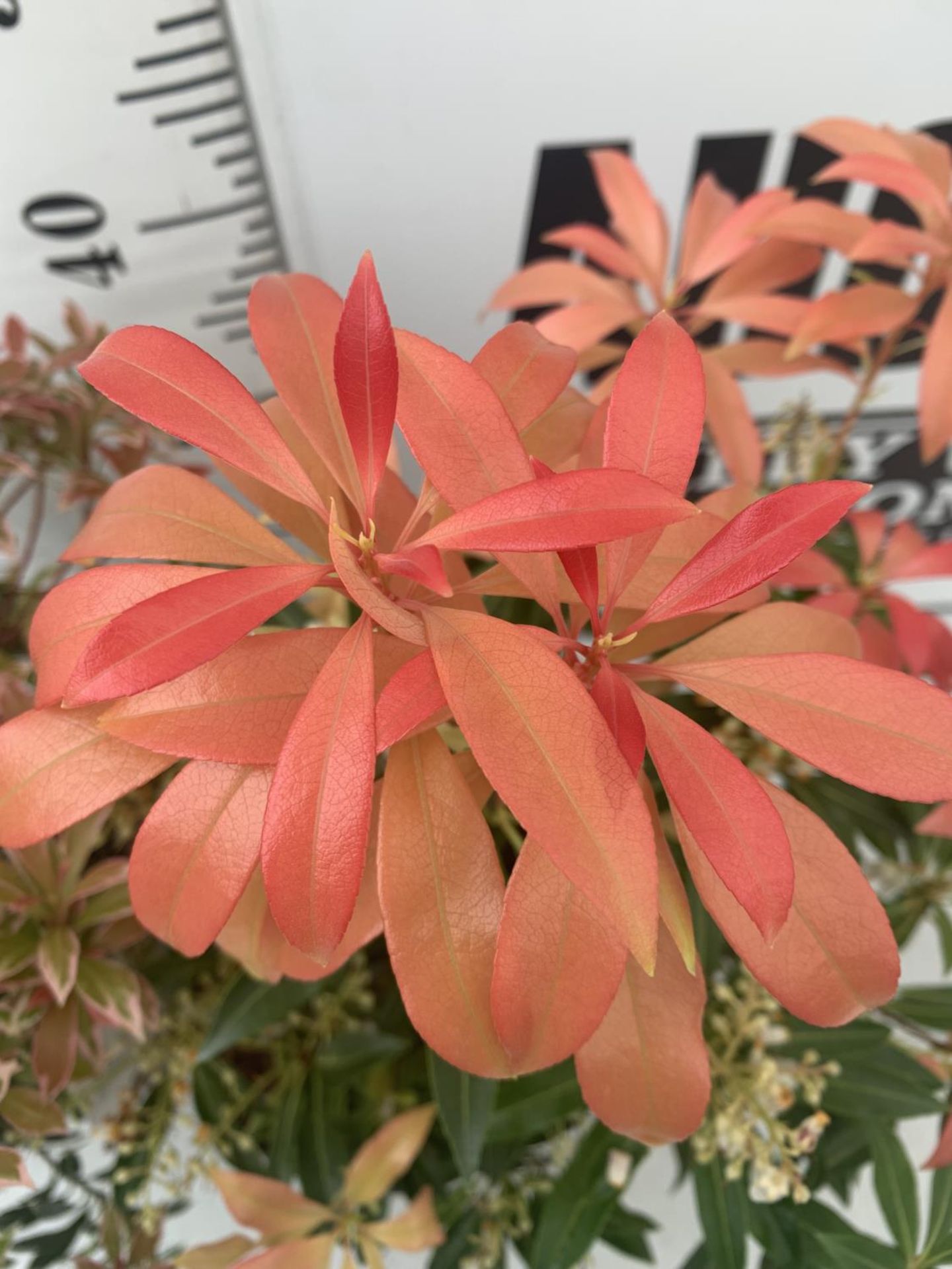 TWO PIERIS JAPONICA 'LITTLE HEATH' AND 'FOREST FLAME' IN 3 LTR POTS 55CM TALL PLUS VAT TO BE SOLD - Image 6 of 6