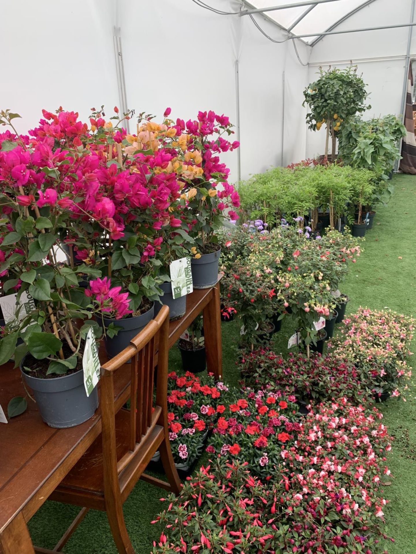 WELCOME TO ASHLEY WALLER HORTICULTURE AUCTION - LOTS ARE BEING ADDED DAILY - THE IMAGES SHOW LOTS - Bild 25 aus 51
