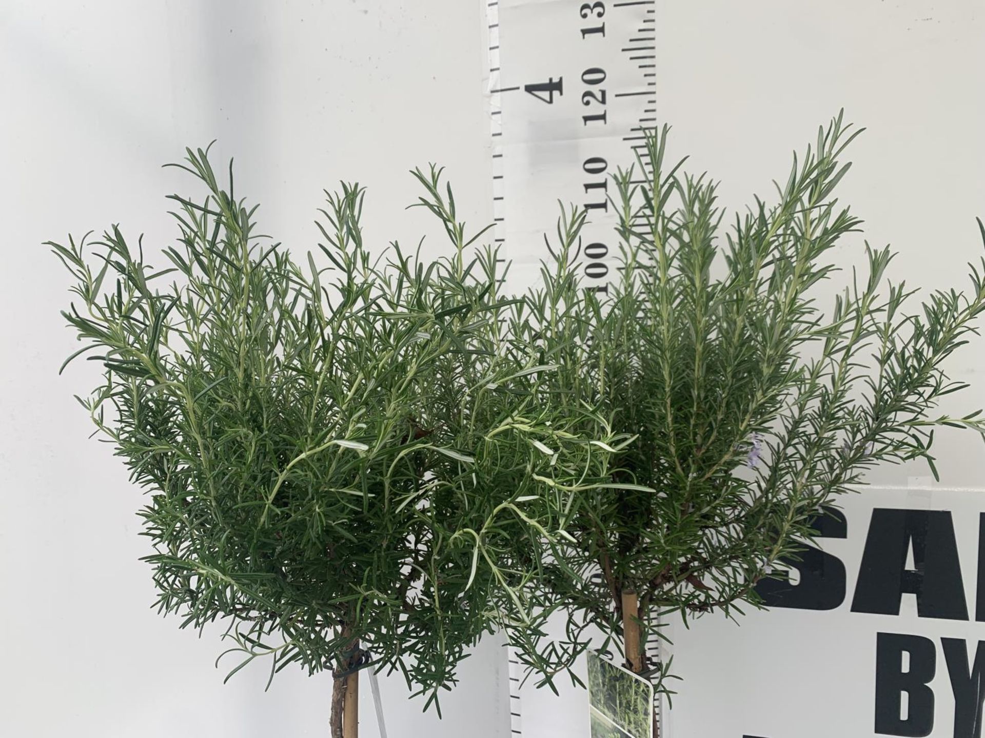 TWO ROSEMARY OFFICINALIS STANDARD TREES APPROX 120CM IN HEIGHT IN 3LTR POTS NO VAT TO BE SOLD FOR - Image 2 of 5