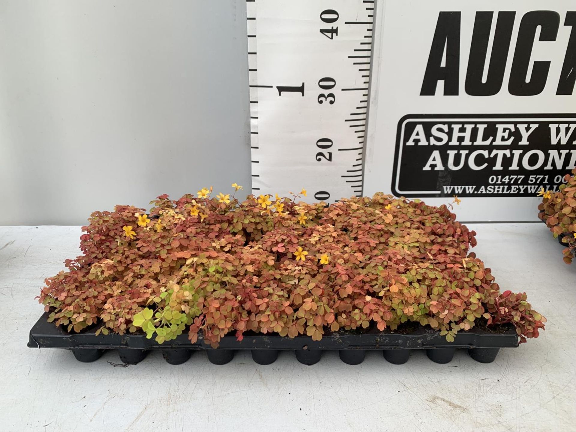 EIGHTY OXALIS 'MOLTEN LAVA' PLANTS ON A TRAY PLUS VAT TO BE SOLD FOR THE 80 - Image 2 of 4