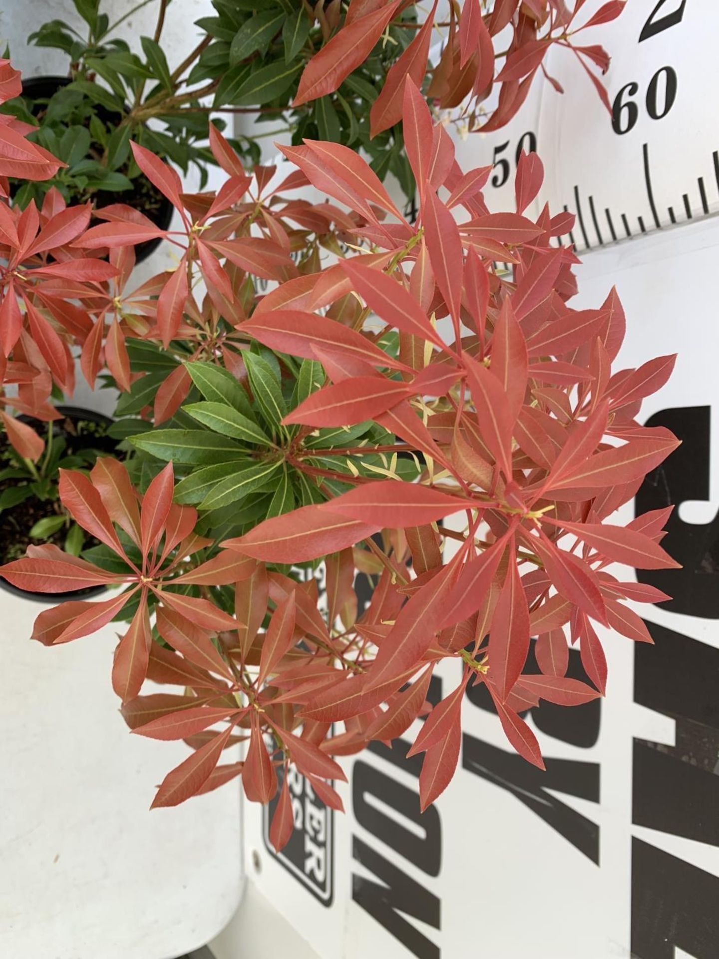 FIVE PIERIS MOUNTAIN FIRE 60CM TALL IN 2 LTR POTS TO BE SOLD FOR FIVE PLUS VAT - Image 9 of 10