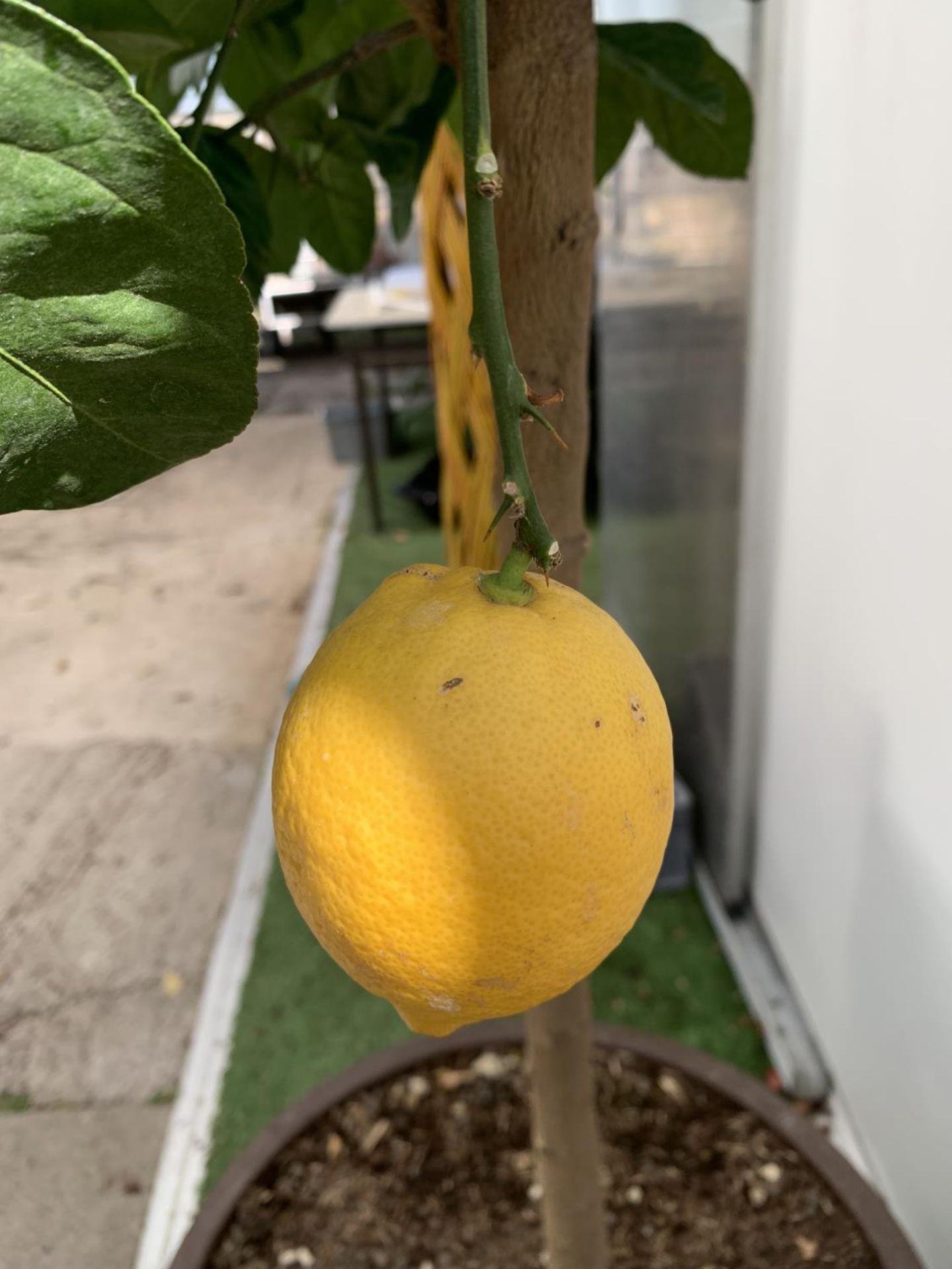 A LARGE CITRUS LEMON TREE OVER 190CM TALL WITH FRUIT IN A 40 LTR POT NO VAT - Image 8 of 8