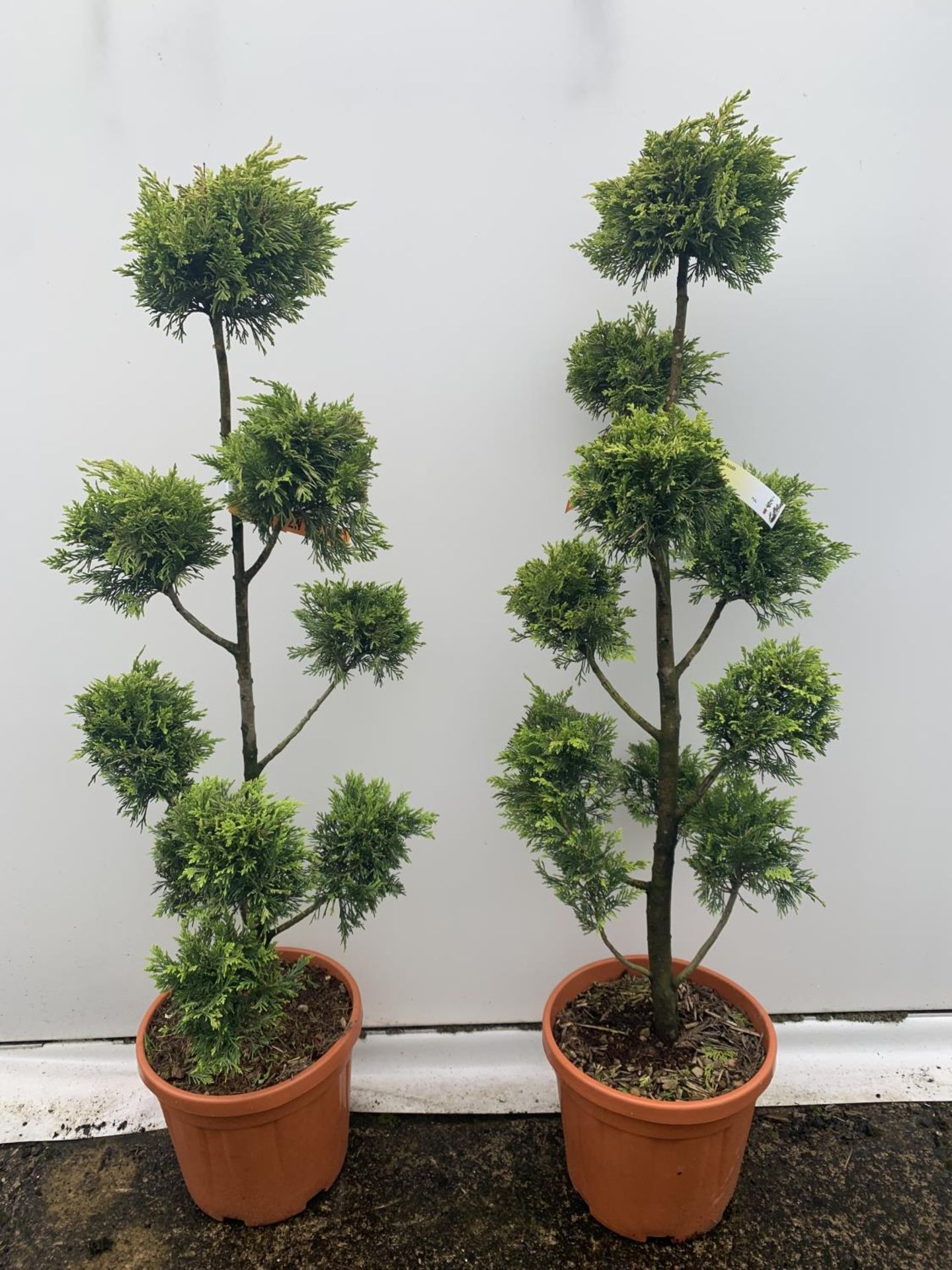 TWO POM POM TREES CUPRESSOCYPARIS LEYLANDII 'GOLD RIDER' APPROX 160CM IN HEIGHT IN 15 LTR POTS - Image 3 of 5