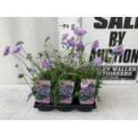 SIX SCABIOSA BUTTERFLY BLUE IN 2 LTR POTS 50-60CM TALL TO BE SOLD FOR THE SIX PLUS VAT