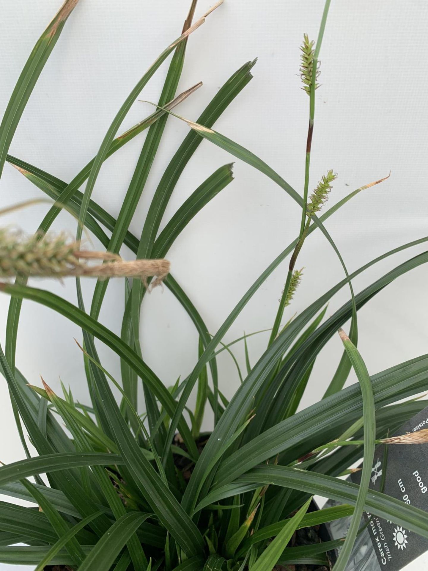 TWO HARDY ORNAMENTAL GRASSES CAREX 'FEATHER FALLS' AND MORROWII 'IRISH GREEN' IN 3 LTR POTS APPROX - Image 6 of 6