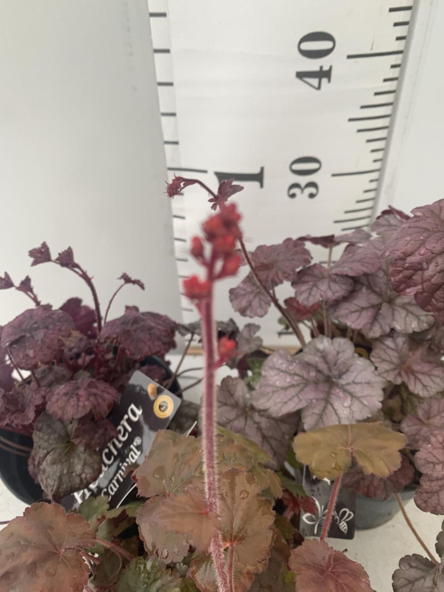 THREE HEUCHERA 'CARNIVAL' IN 2 LTR POTS APPROX 35CM IN HEIGHT PLUS VAT TO BE SOLD FOR THE THREE - Image 3 of 5