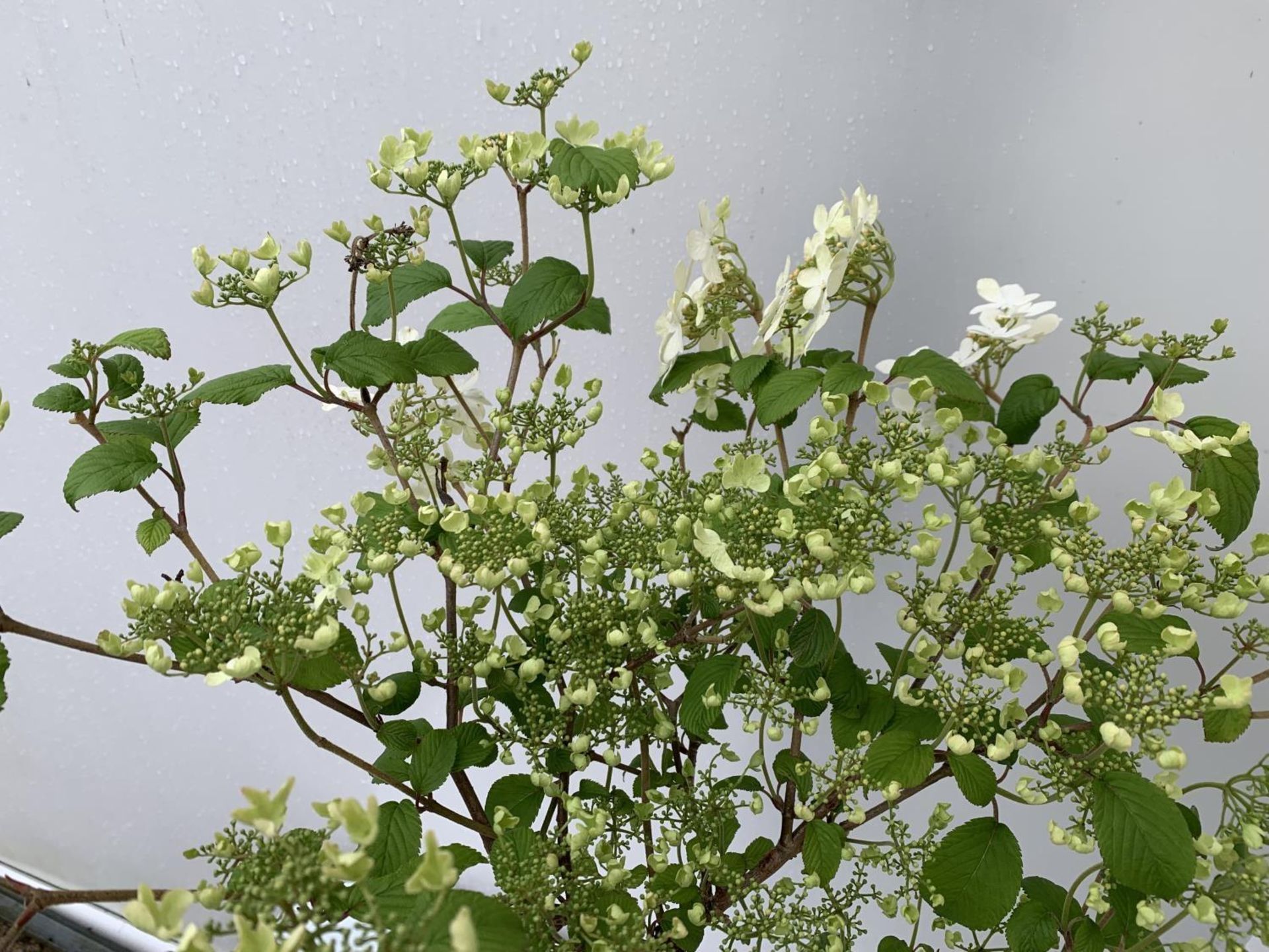 TWO STANDARD VIBERNUM PLICATUM WATANABE IN 3 LTR POTS OVER A METRE TALL PLUS VAT TO BE SOLD FOR - Image 7 of 15