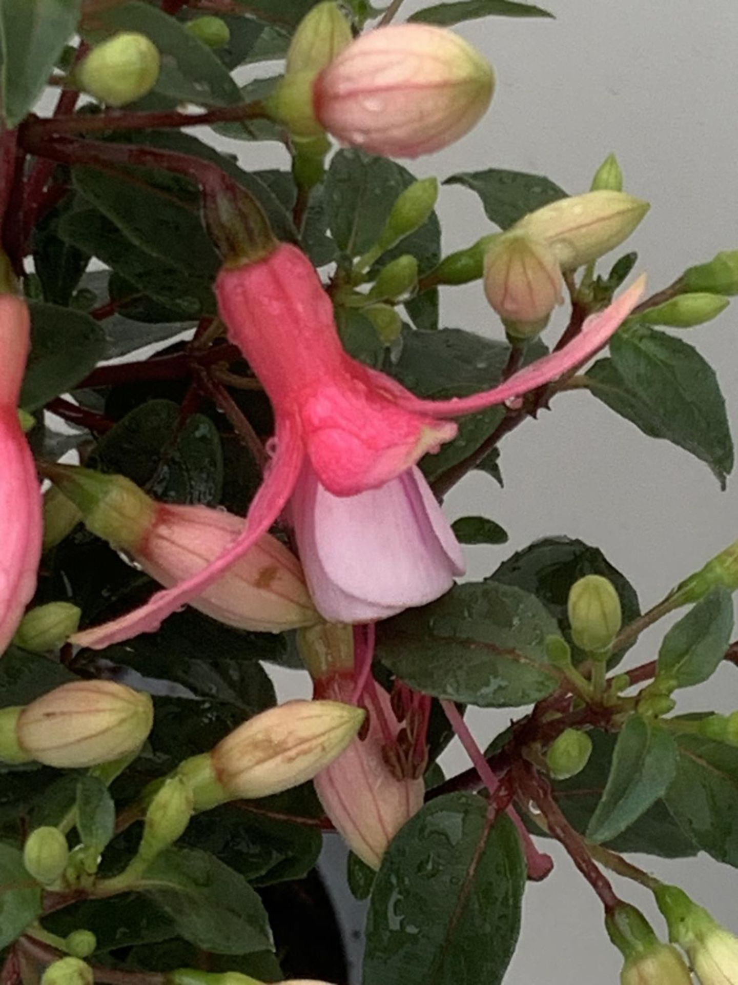NINE FUCHSIA BELLA IN 20CM POTS 20-30CM TALL TO BE SOLD FOR THE NINE PLUS VAT - Image 4 of 5