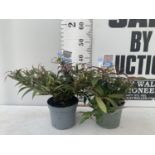 TWO LEUCOTHOE 'ROYAL RUBY' AND 'BURNING LOVE' IN 2 LTR POTS 35CM TALL PLUS VAT TO BE SOLD FOR THE