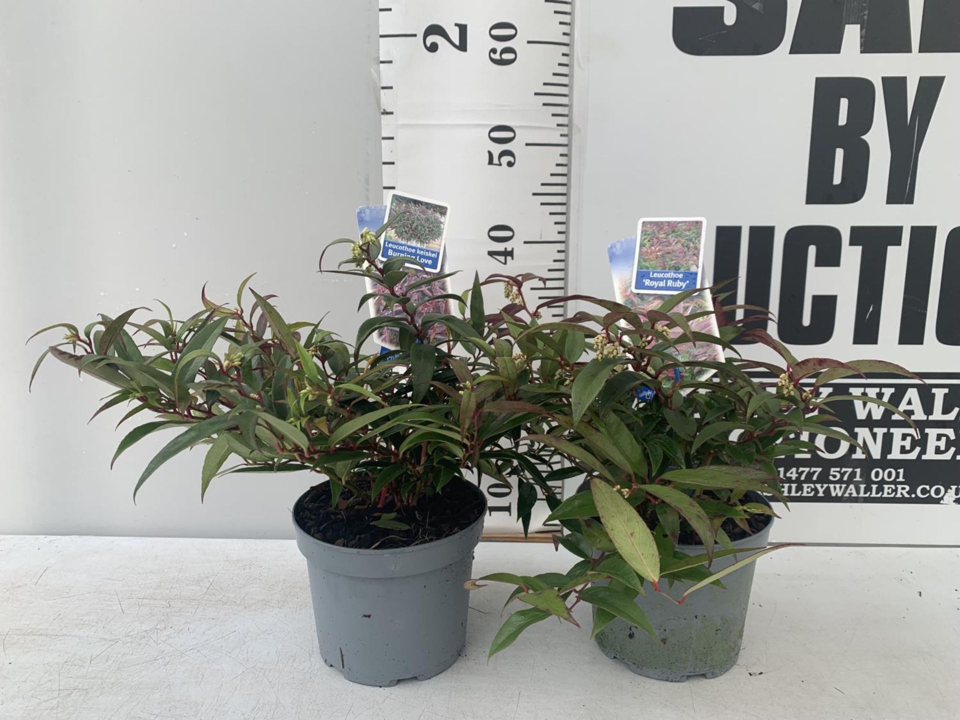 TWO LEUCOTHOE 'ROYAL RUBY' AND 'BURNING LOVE' IN 2 LTR POTS 35CM TALL PLUS VAT TO BE SOLD FOR THE