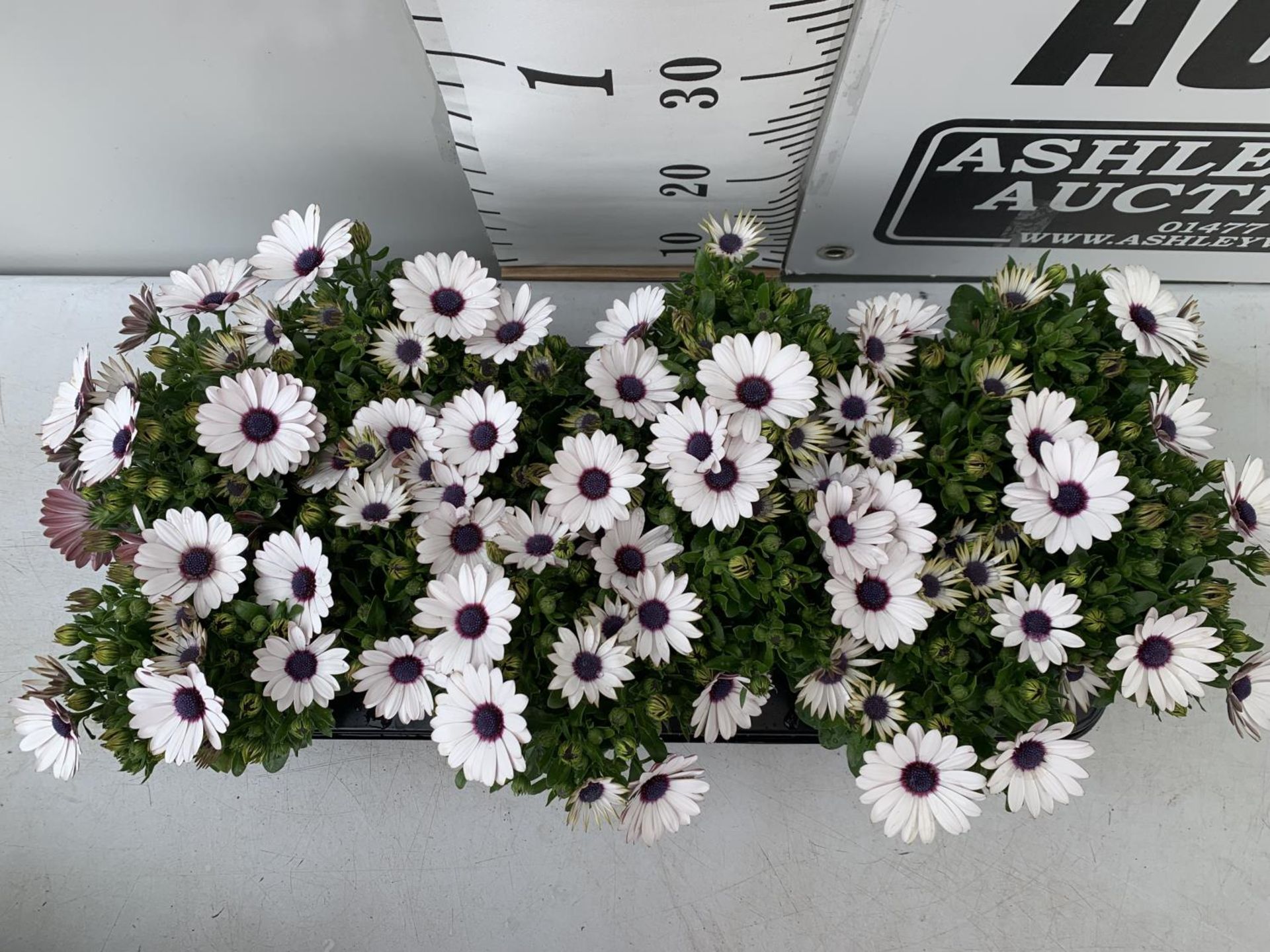 TWELVE WHITE COLOURED OSTEOSPERMUM PLANTS ON A TRAY TO BE SOLD FOR THE TWELVE PLUS VAT - Image 2 of 5