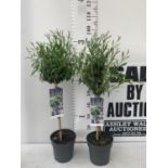 TWO LAVENDER 'AUGUSTFOLIA' STANDARD TREES APPROX A METRE IN HEIGHT IN 3LTR POTS PLUS VAT TO BE