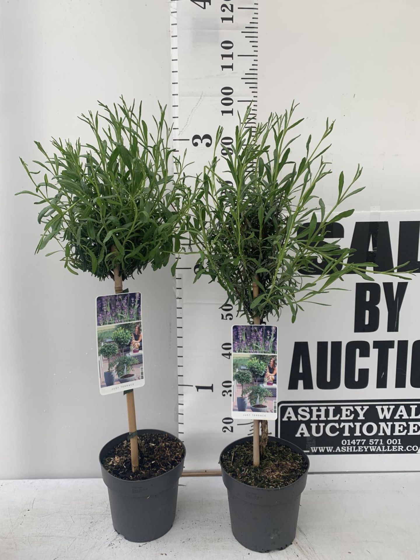 TWO LAVENDER 'AUGUSTFOLIA' STANDARD TREES APPROX A METRE IN HEIGHT IN 3LTR POTS PLUS VAT TO BE