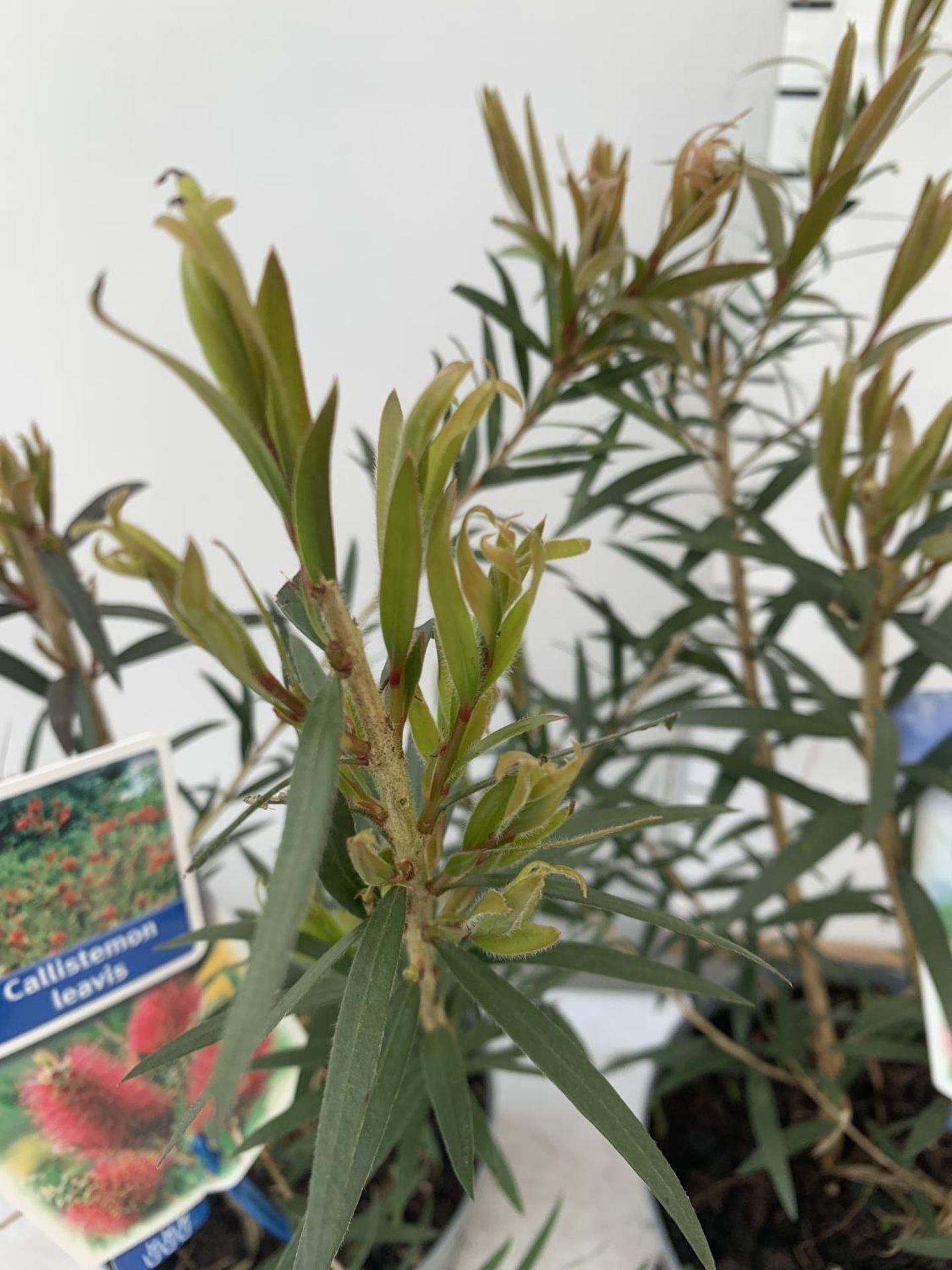 TWO CALLISTEMON LAEVIS IN 2 LTR POTS 50CM IN HEIGHT PLUS VAT TO BE SOLD FOR THE TWO - Image 5 of 9
