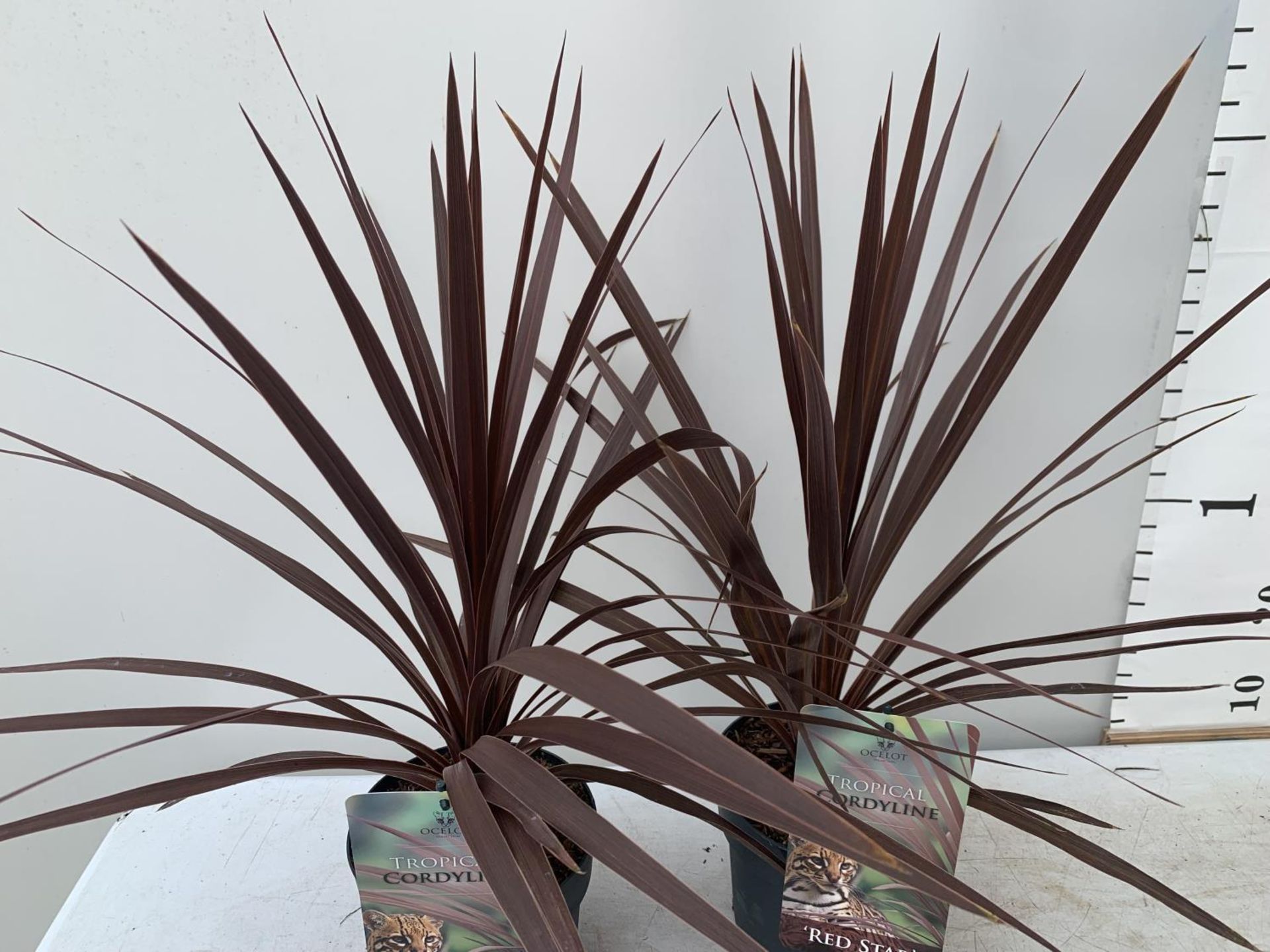 TWO CORDYLINE AUSTRALIS RED STAR IN 2 LTR POTS HEIGHT OVER 60CM PLUS VAT TO BE SOLD FOR THE TWO - Image 3 of 5