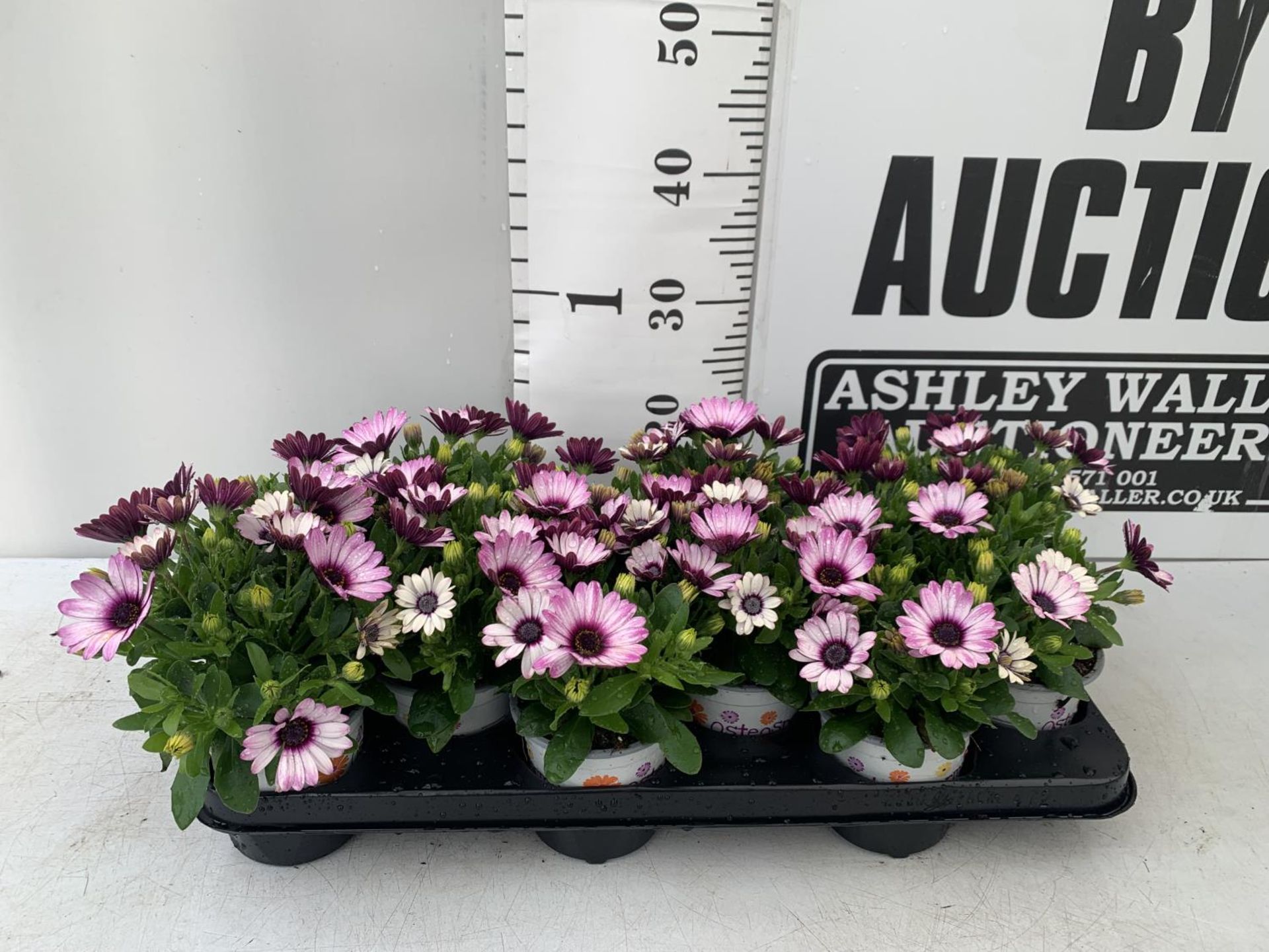 TWELVE PINK AND WHITE COLOURED OSTEOSPERMUM PLANTS TO BE SOLD FOR THE TWELVE PLUS VAT