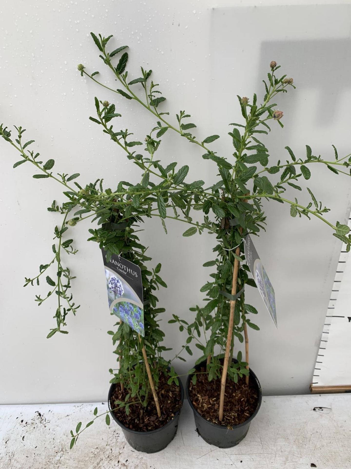 TWO CEANOTHUS CONCHA IN A 2 LTR POT ON A PYRAMID FRAME 80CM TALL PLUS VAT TO BE SOLD FOR THE TWO - Image 5 of 6