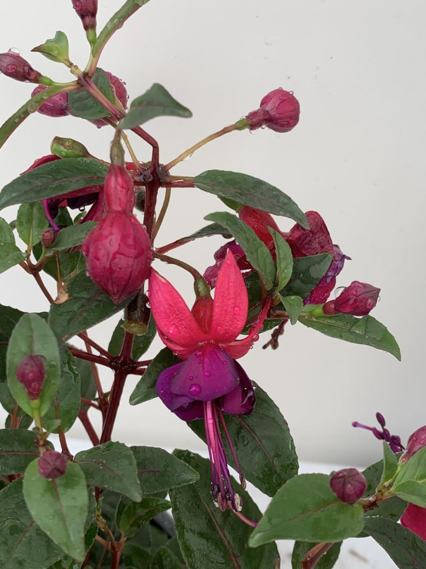 NINE FUCHSIA BELLA IN 20CM POTS 20-30CM TALL TO BE SOLD FOR THE NINE PLUS VAT - Image 3 of 5