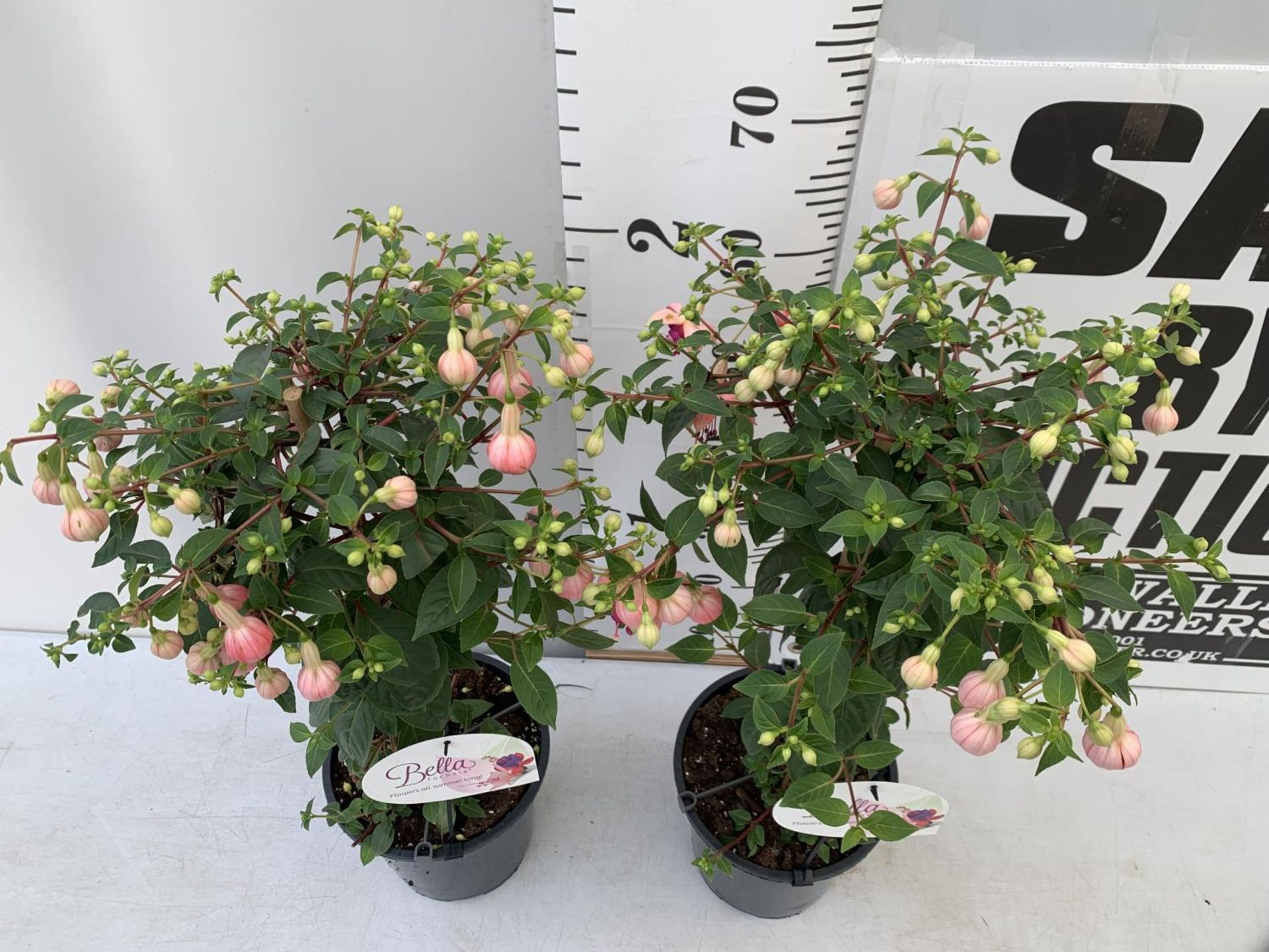 TWO BELLA STANDARD PINK FUCHSIA IN A 3 LTR POTS 70CM -80CM TALL TO BE SOLD FOR THE TWO PLUS VAT - Image 2 of 5